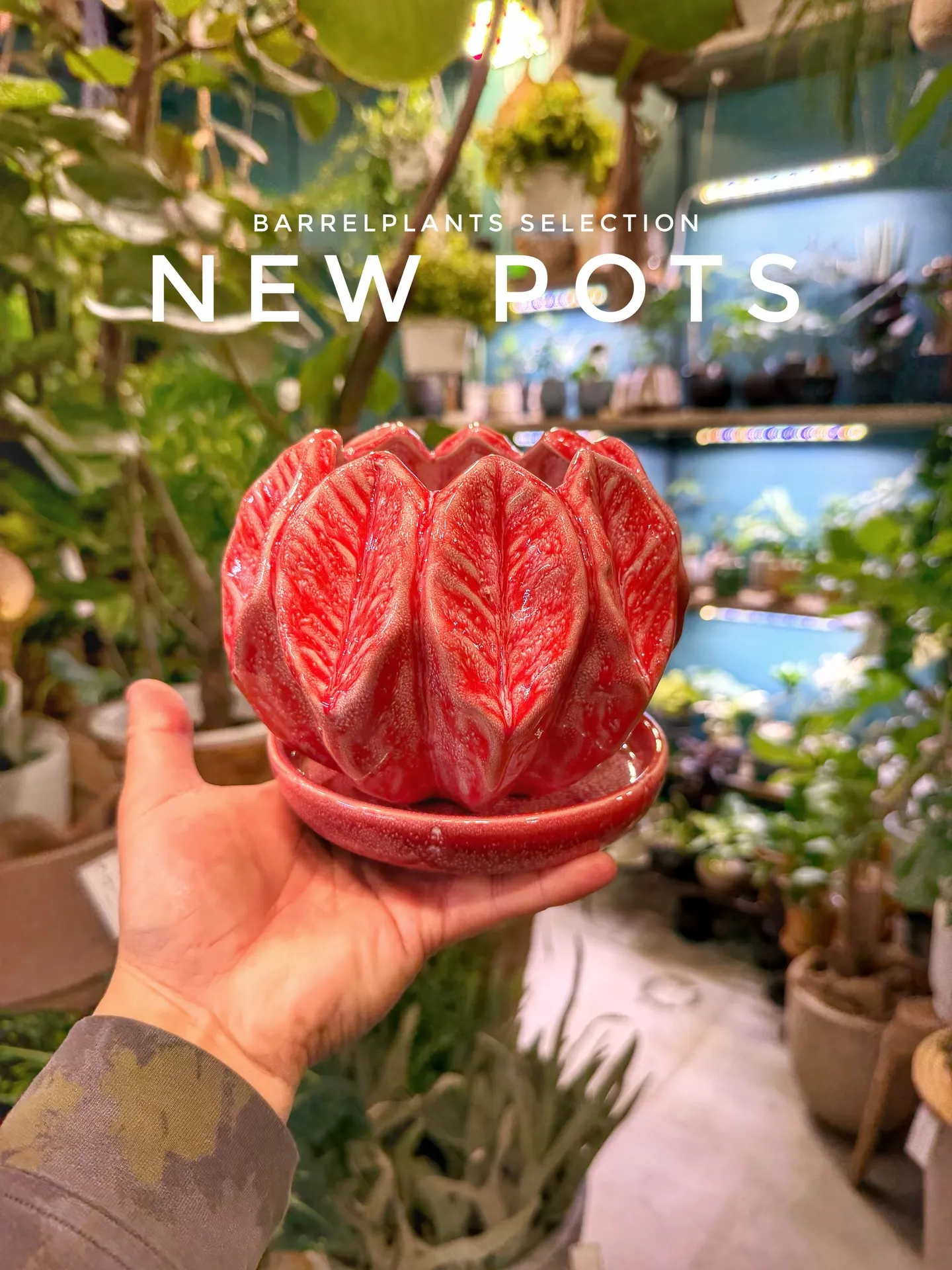 新作ポット、到着しました。