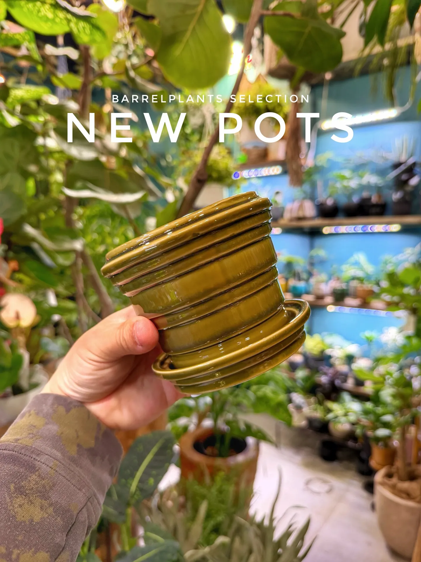 新作ポット、到着しました。