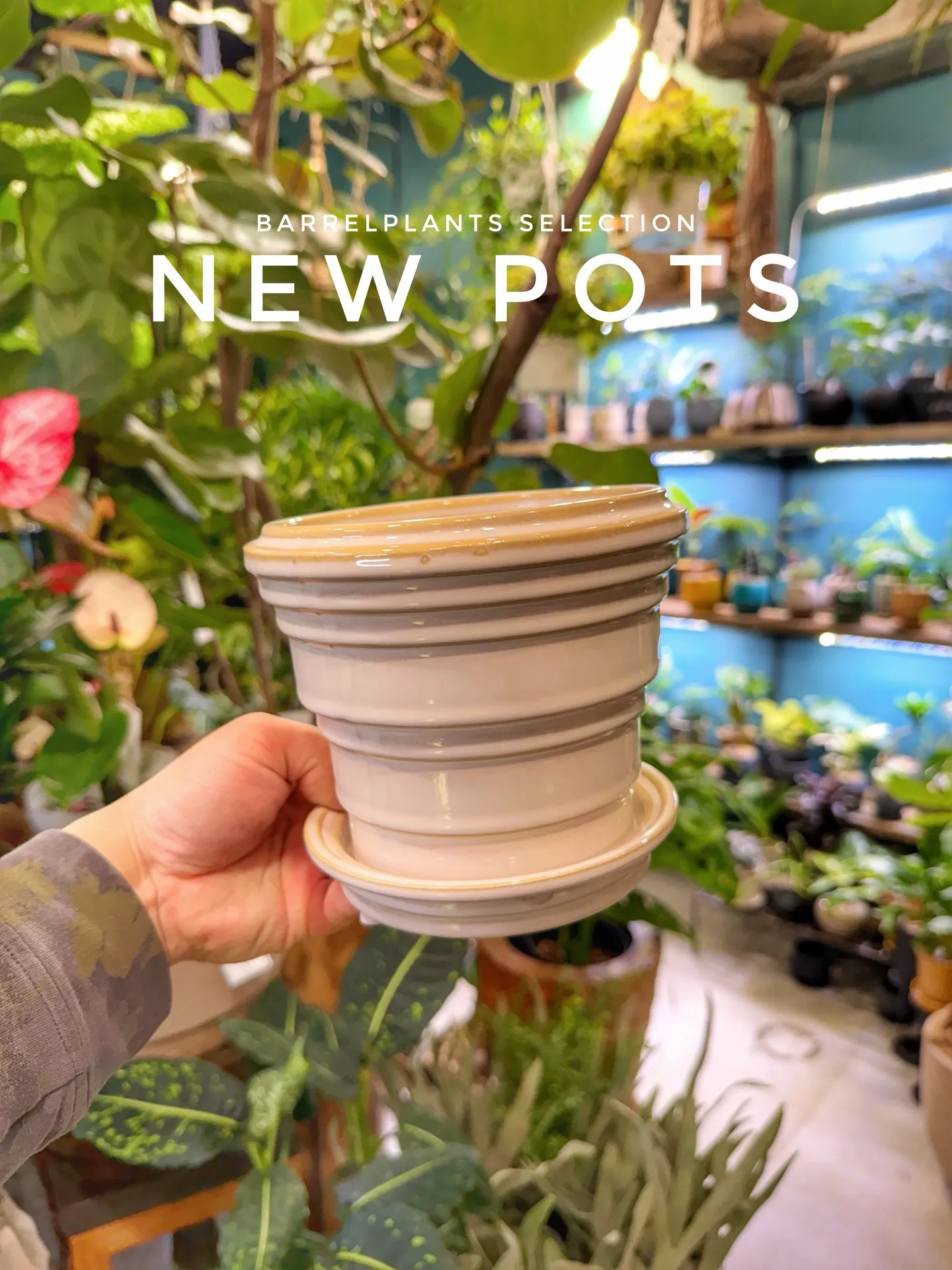 新作ポット、到着しました。