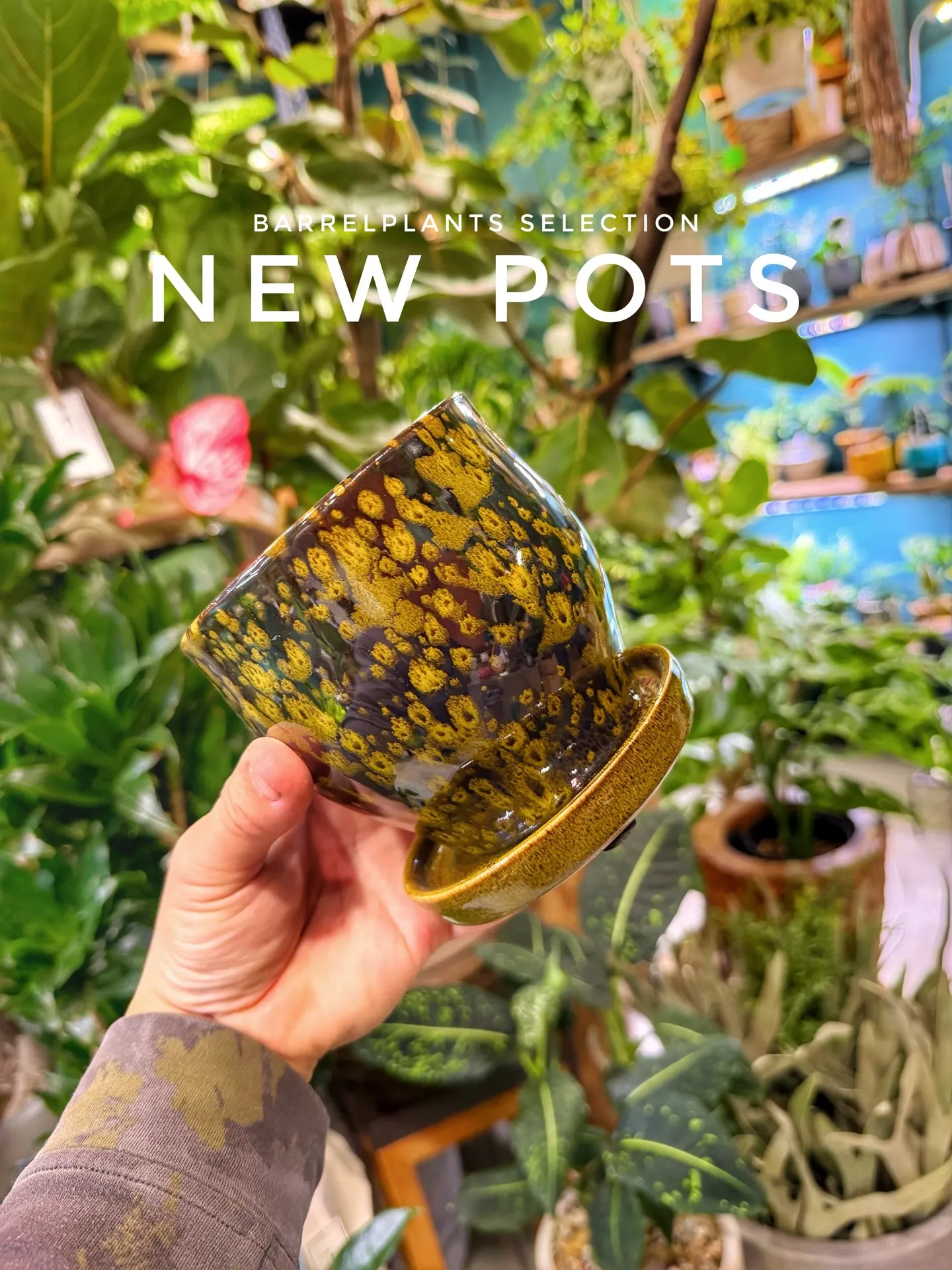 新作ポット、到着しました。