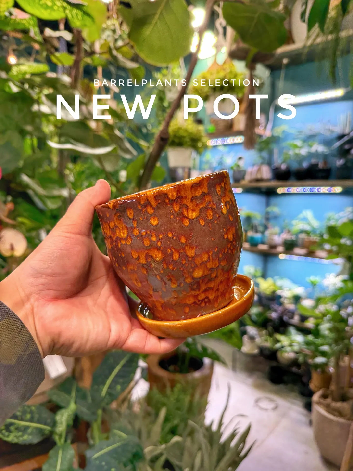 新作ポット、到着しました。