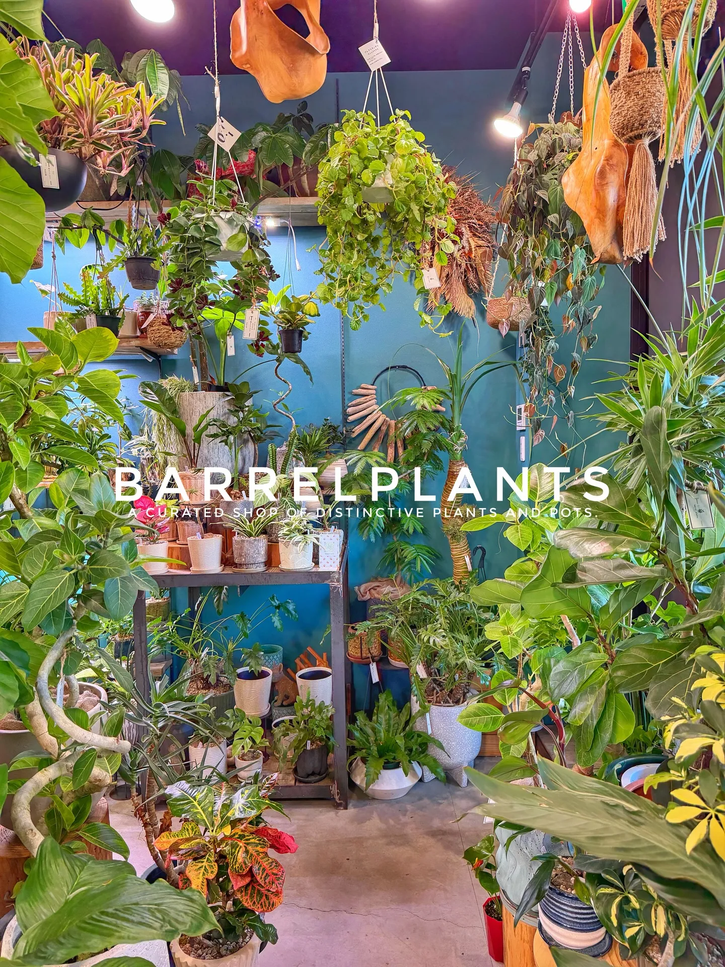 「店内パンパン!8号鉢もたっぷり揃いました」