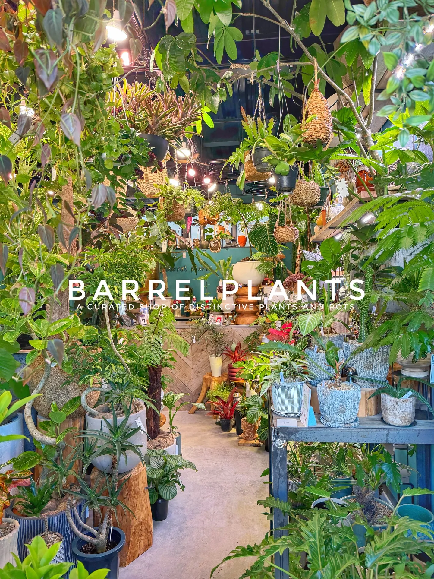 「店内パンパン!8号鉢もたっぷり揃いました」