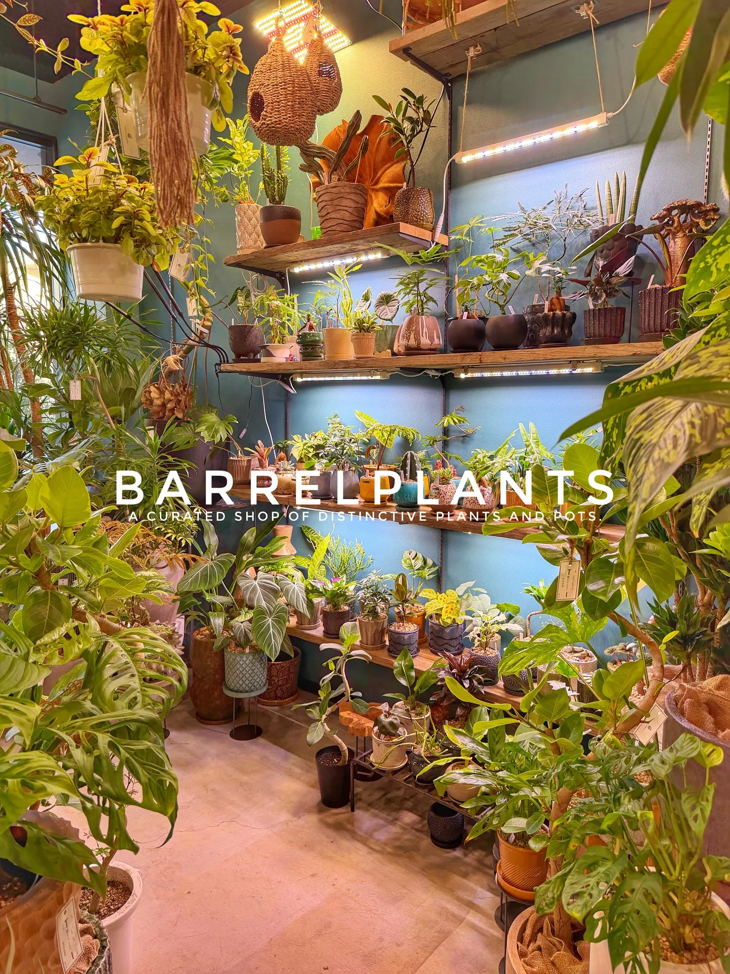 「店内パンパン!8号鉢もたっぷり揃いました」