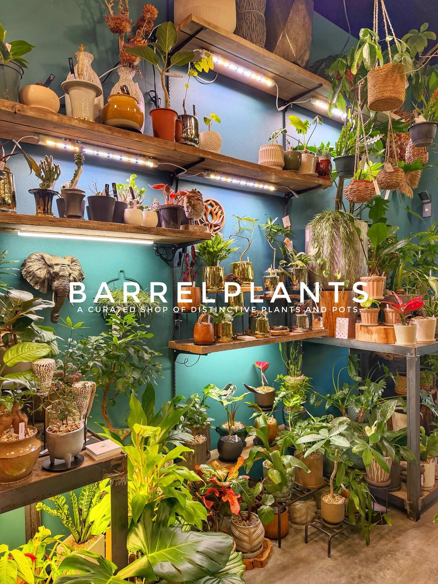 「店内パンパン!8号鉢もたっぷり揃いました」