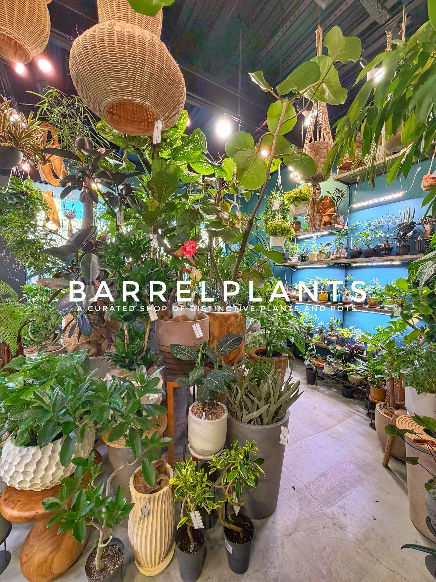 「店内パンパン!8号鉢もたっぷり揃いました」