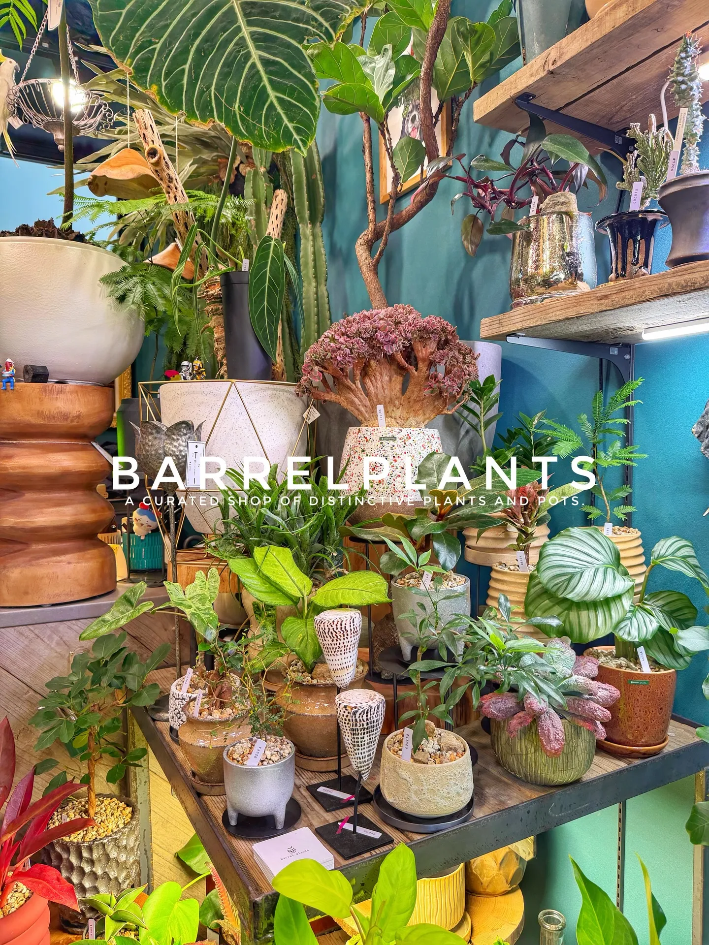 「店内パンパン!8号鉢もたっぷり揃いました」