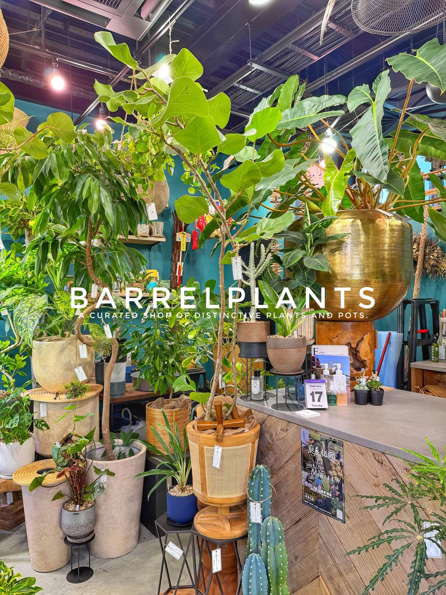 「店内パンパン!8号鉢もたっぷり揃いました」