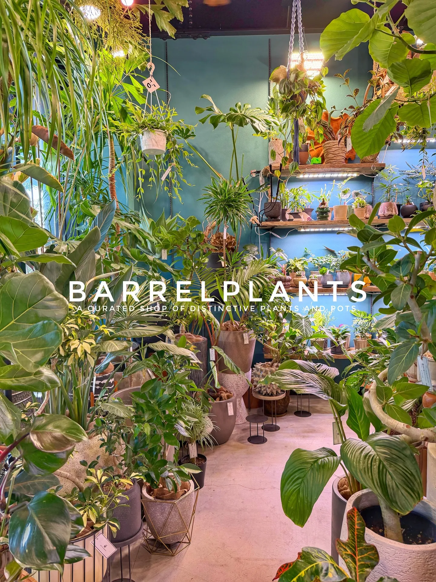 「店内パンパン!8号鉢もたっぷり揃いました」