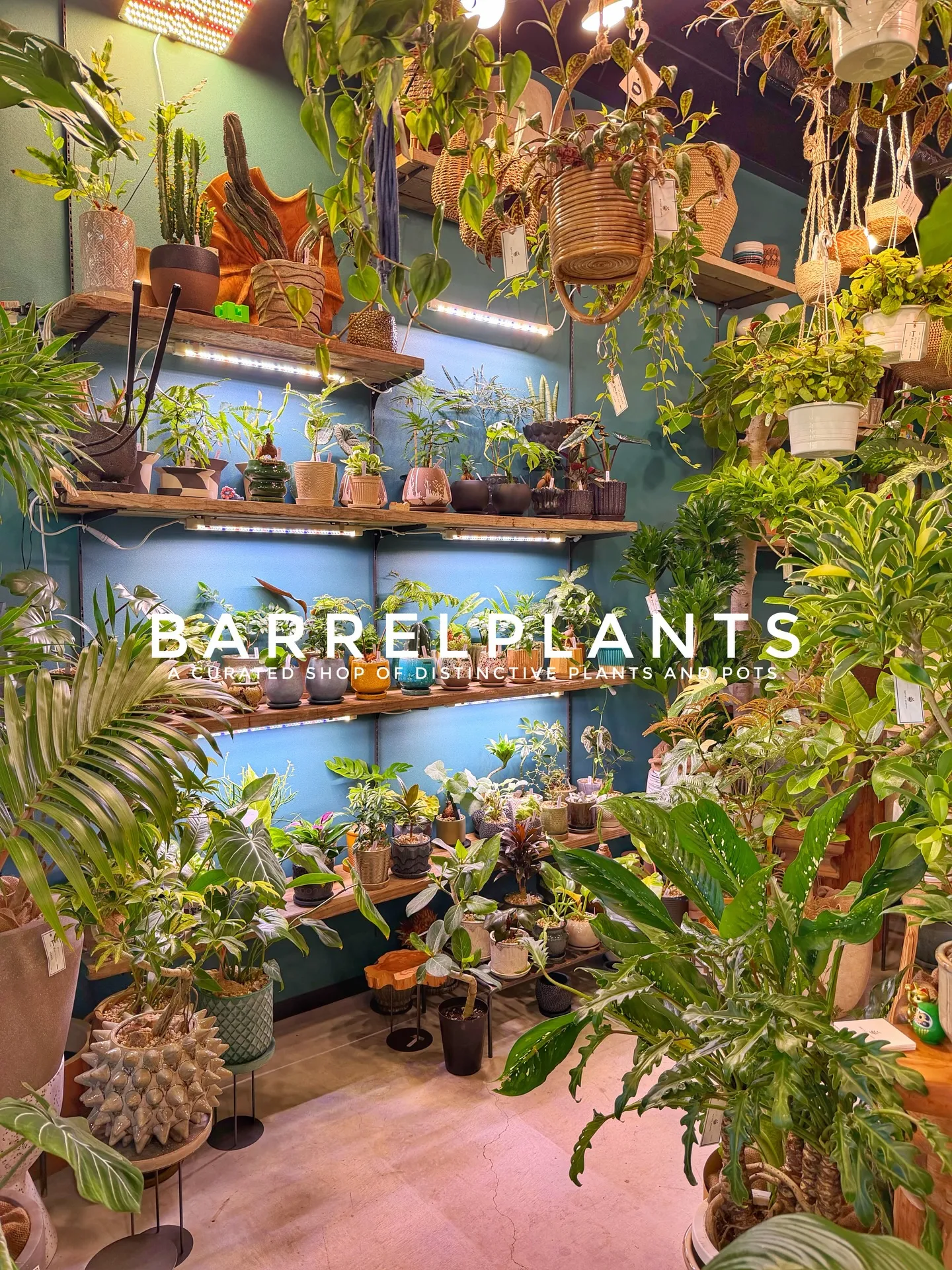 「店内パンパン!8号鉢もたっぷり揃いました」