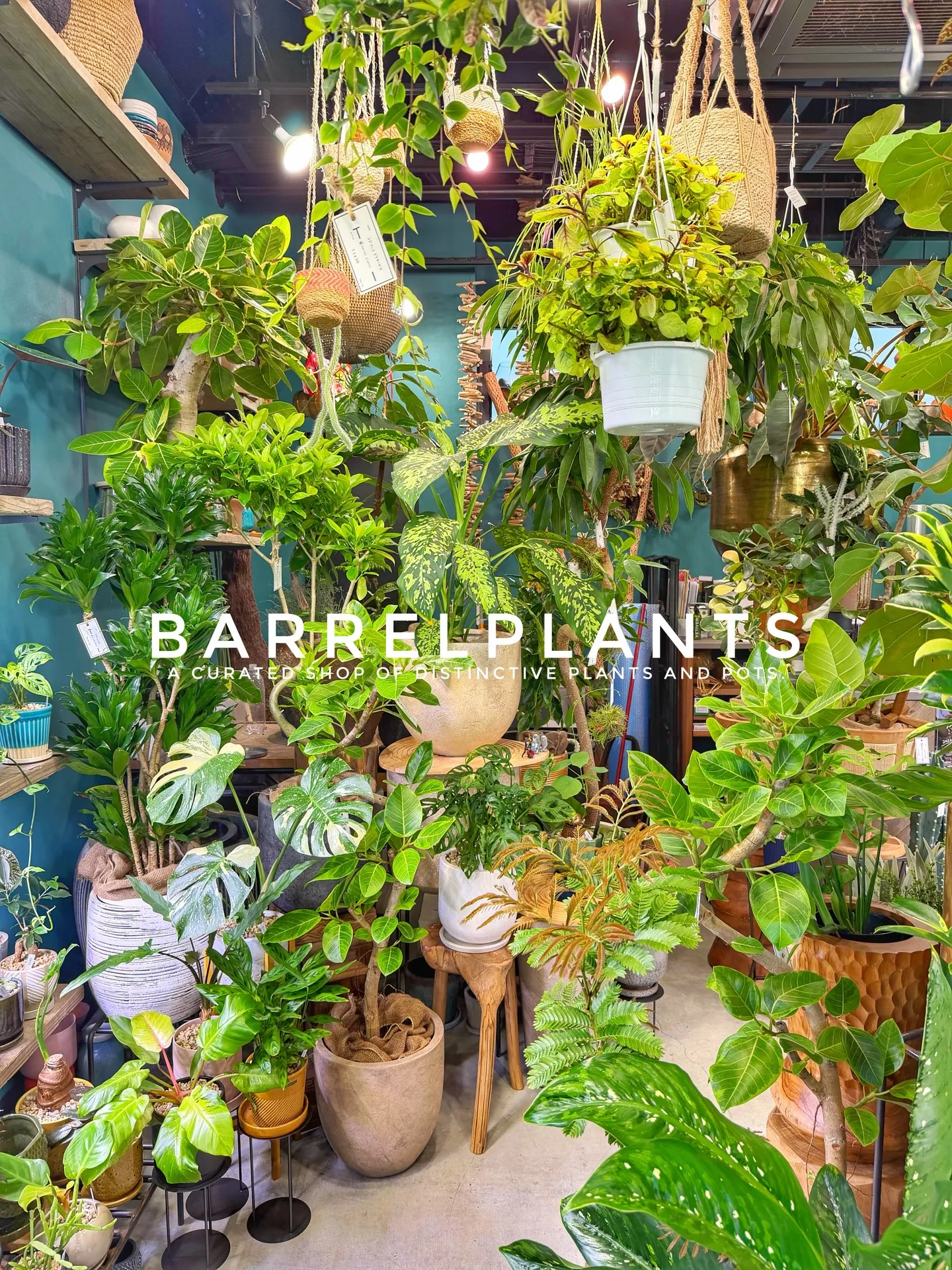 「店内パンパン!8号鉢もたっぷり揃いました」