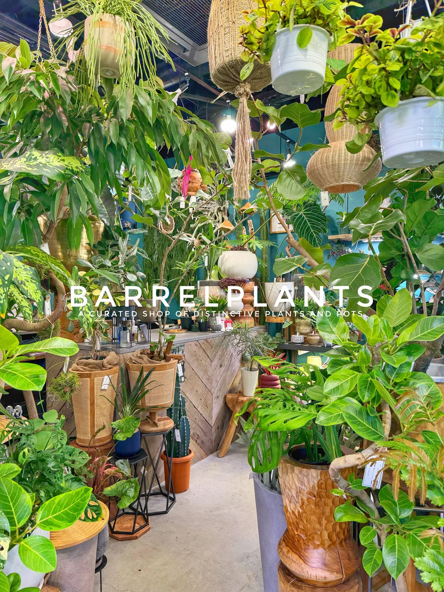 「店内パンパン!8号鉢もたっぷり揃いました」