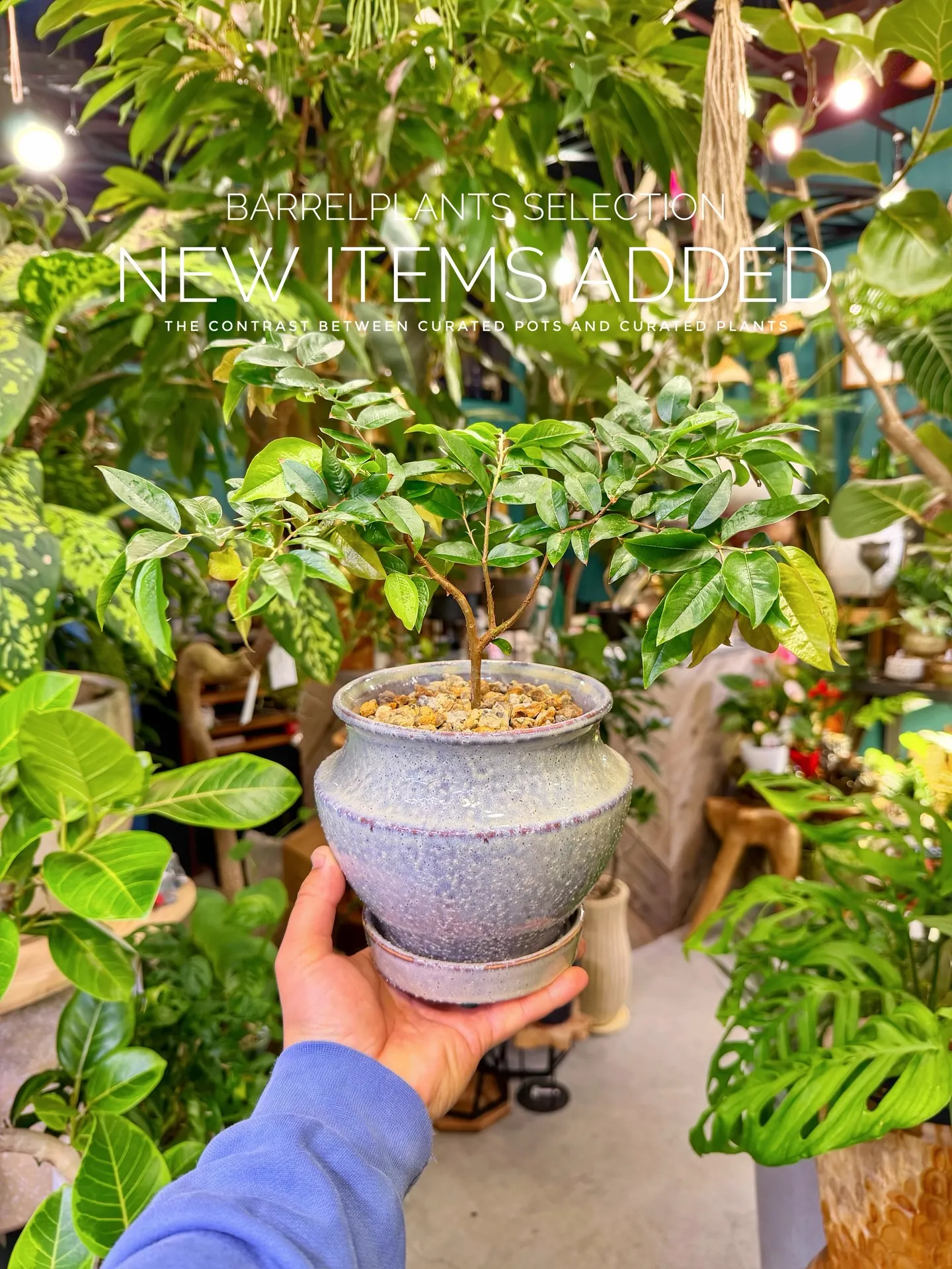 BARRELPLANTS SELECTION