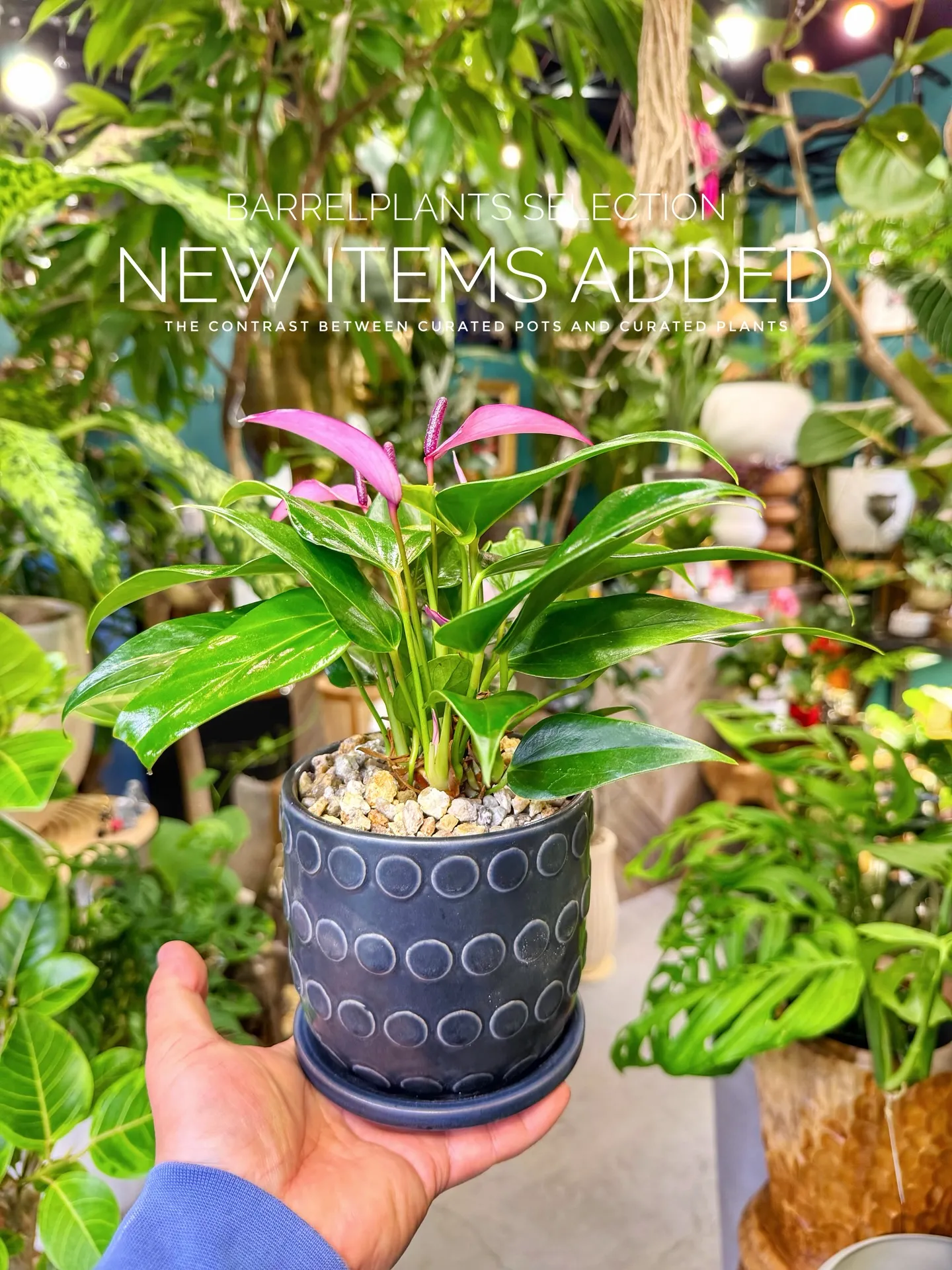 BARRELPLANTS SELECTION