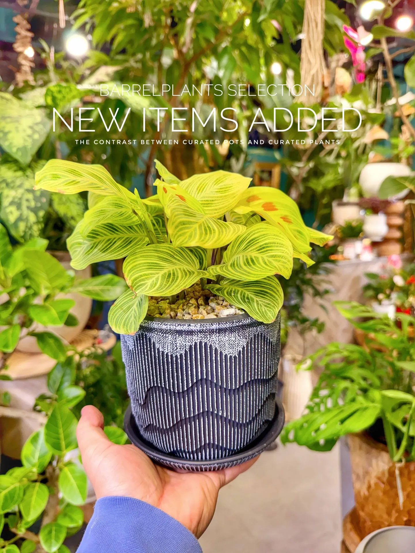 BARRELPLANTS SELECTION