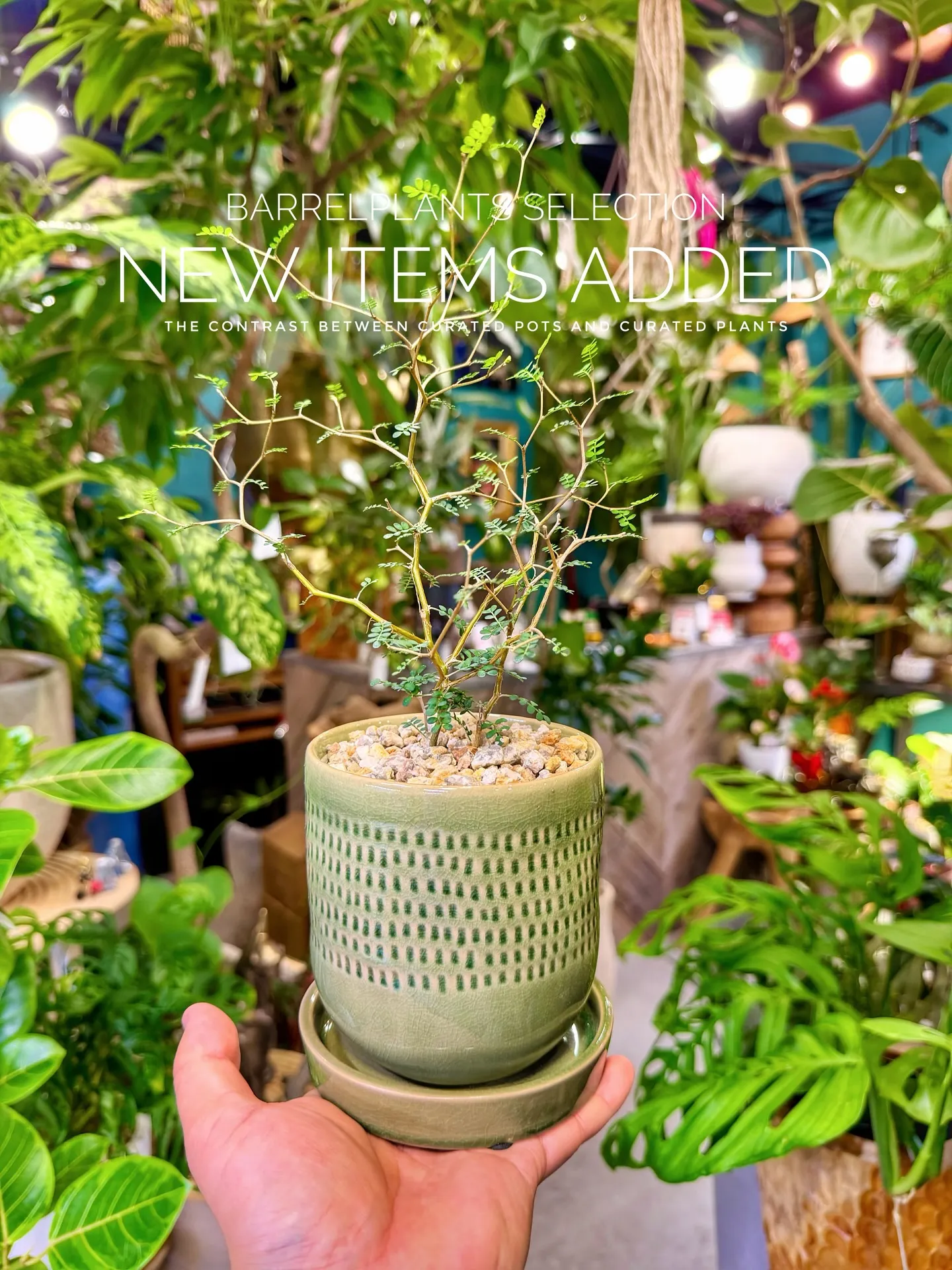 BARRELPLANTS SELECTION