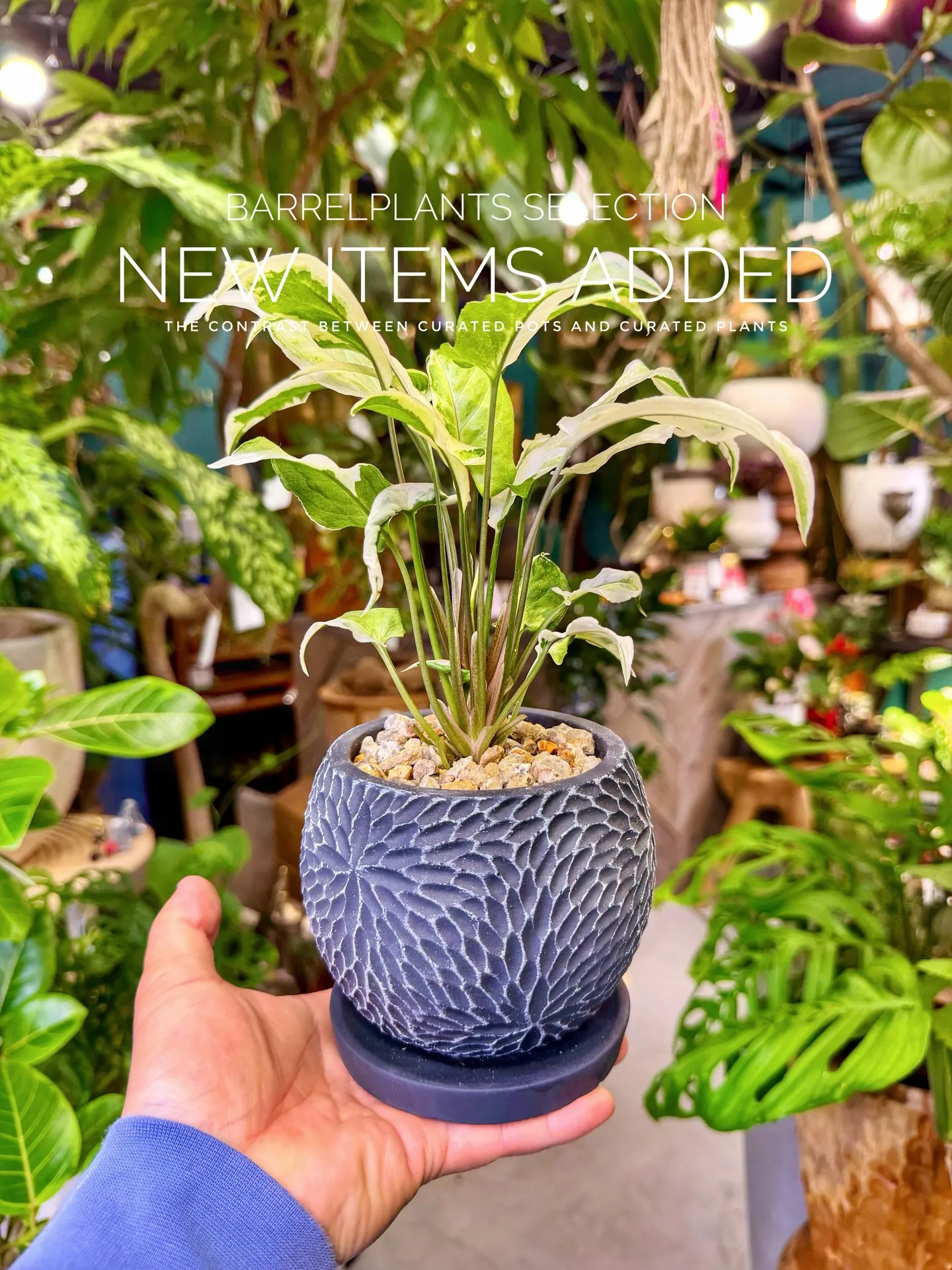 BARRELPLANTS SELECTION