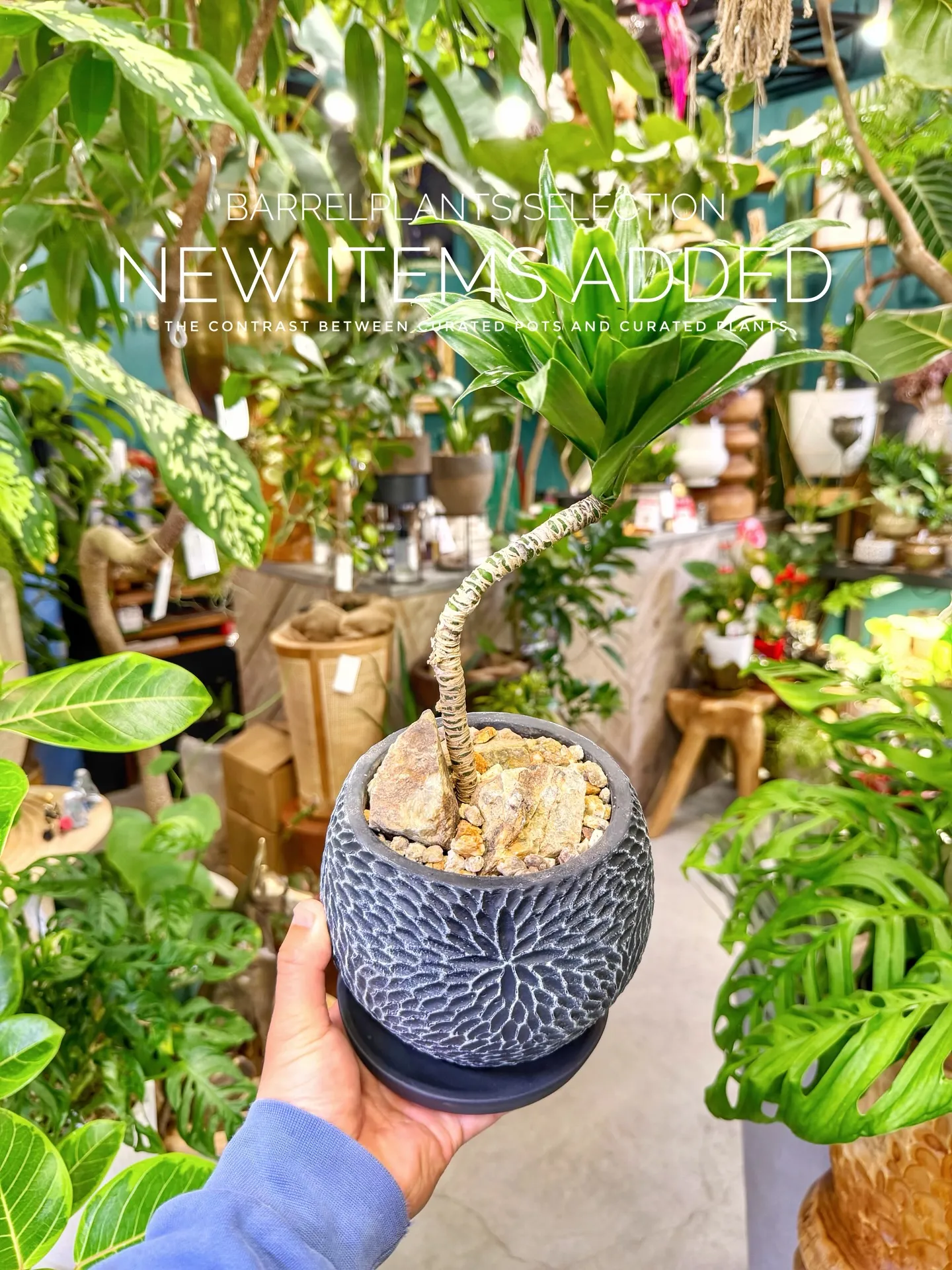 BARRELPLANTS SELECTION