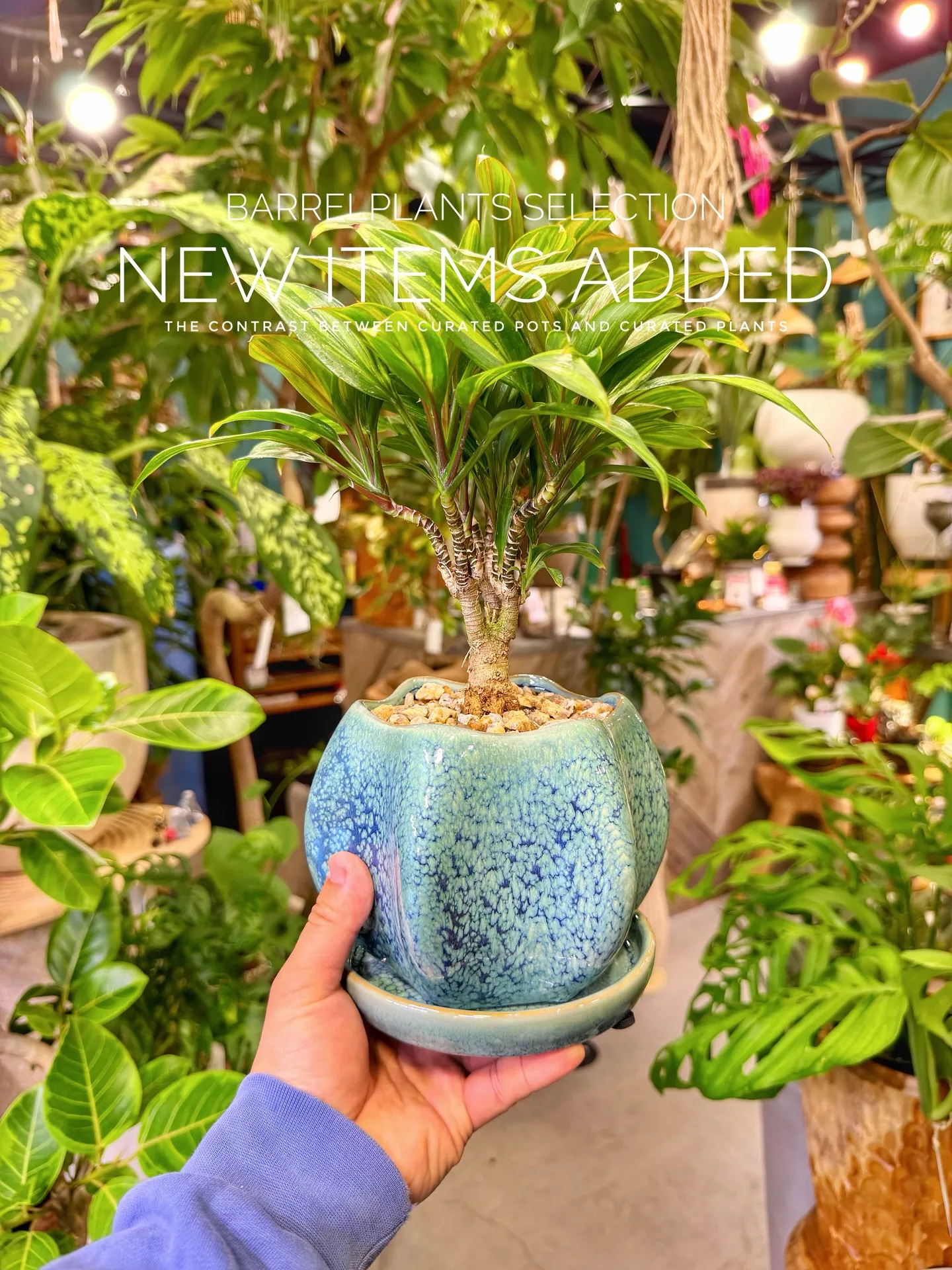 BARRELPLANTS SELECTION