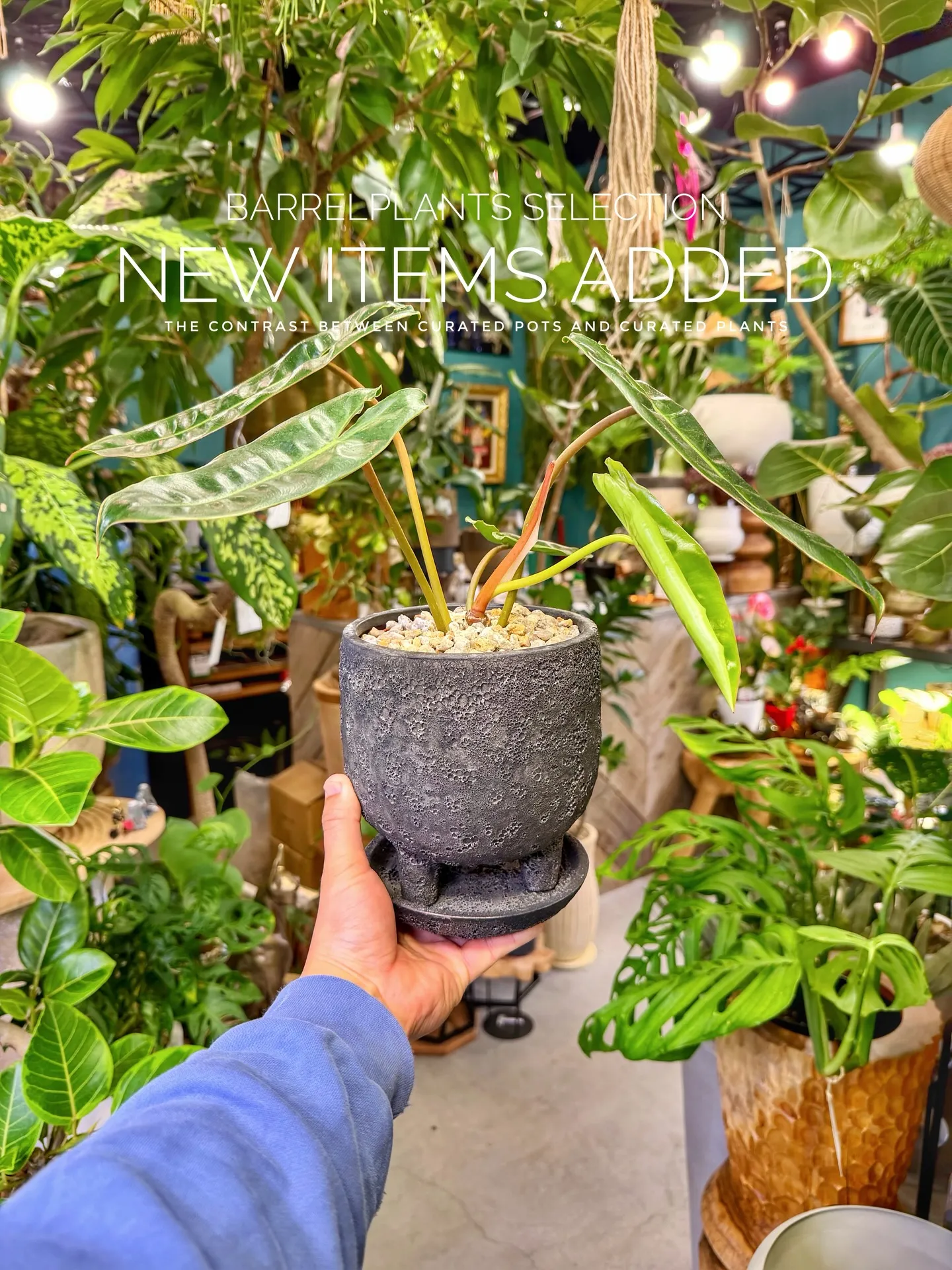 BARRELPLANTS SELECTION