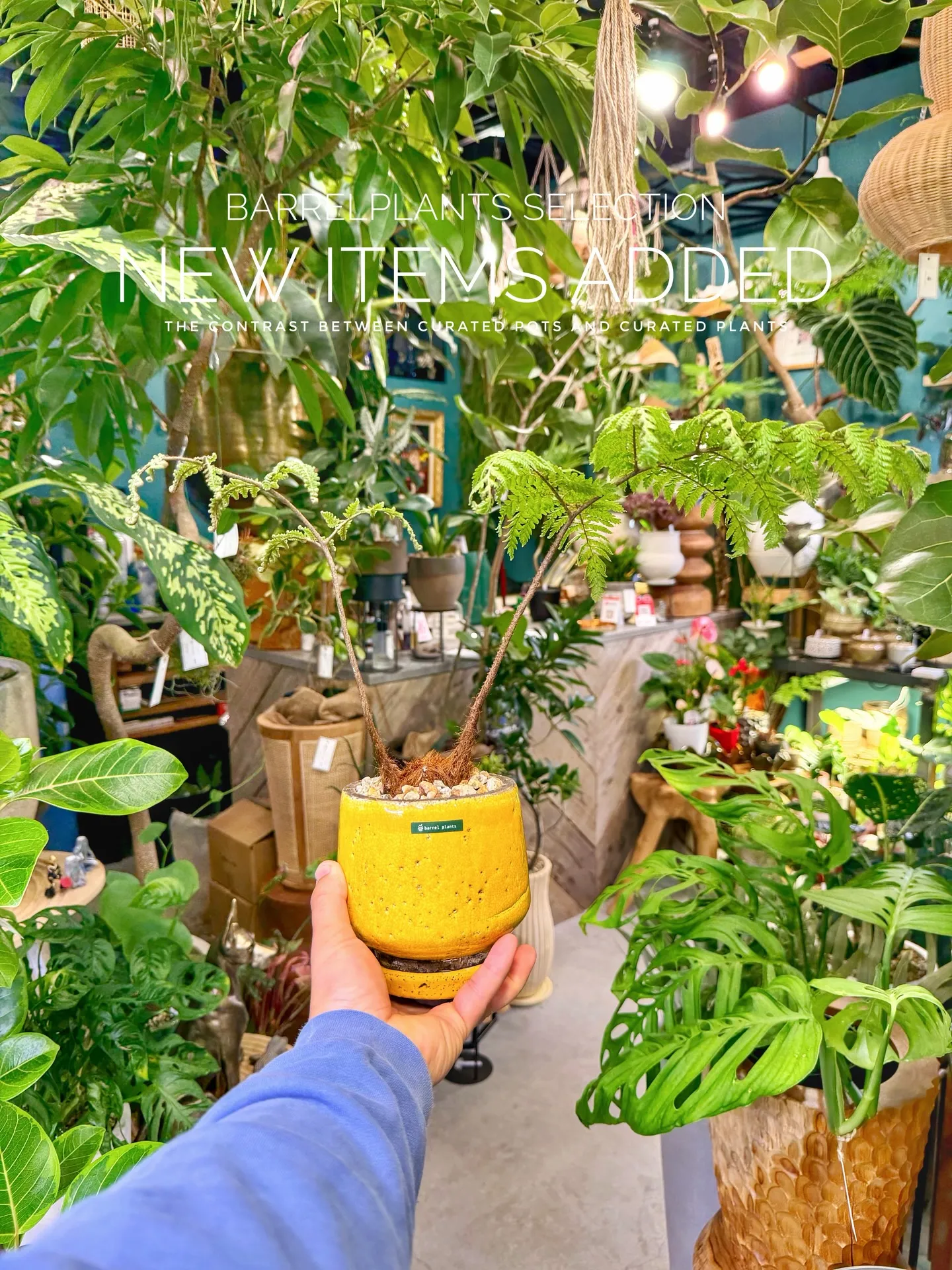 BARRELPLANTS SELECTION