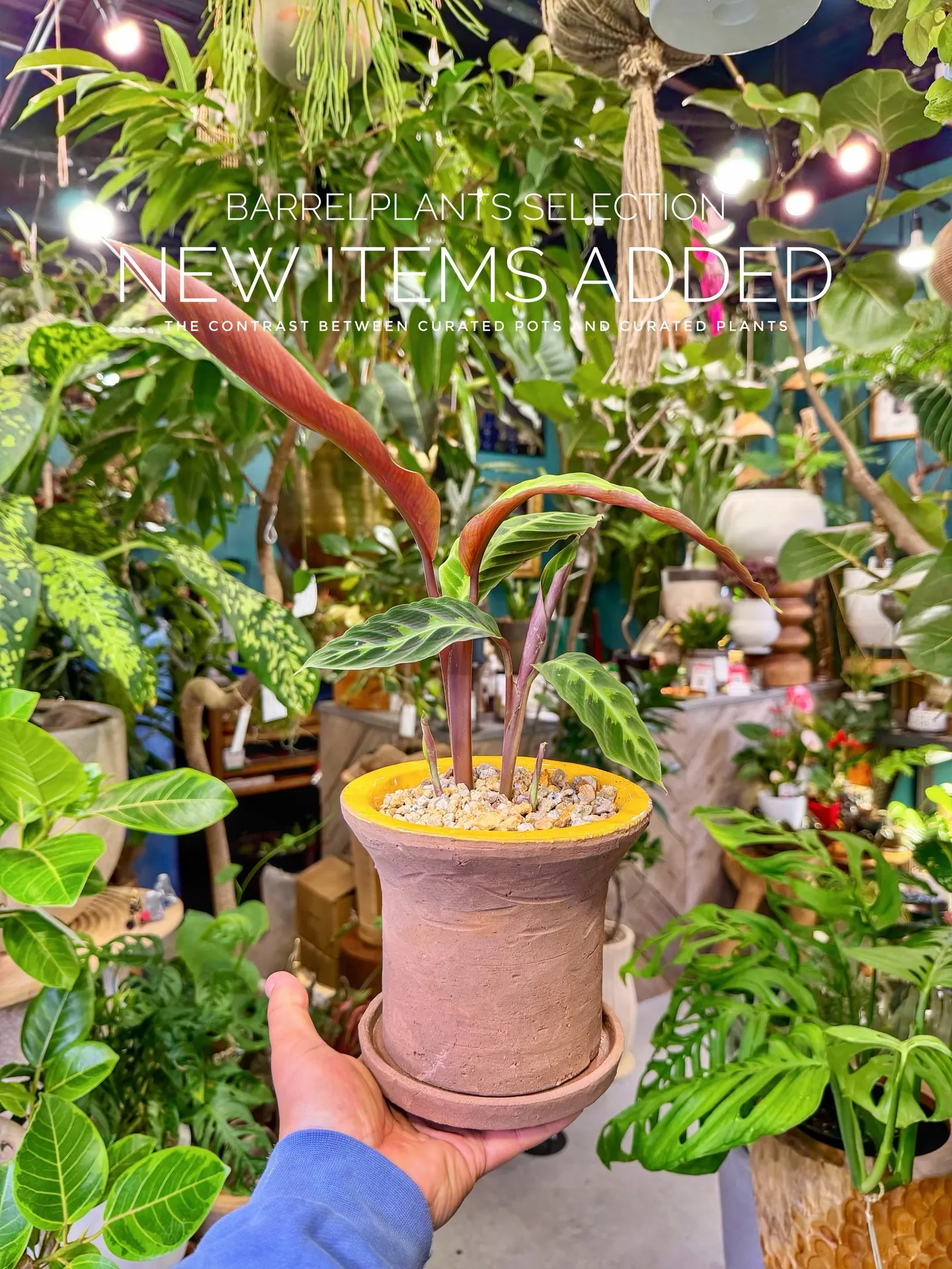 BARRELPLANTS SELECTION