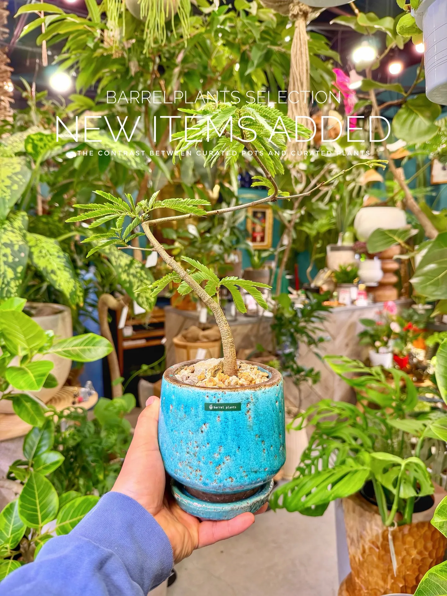 BARRELPLANTS SELECTION