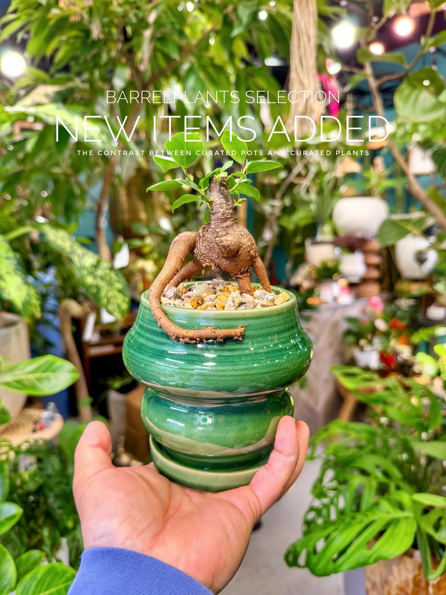 BARRELPLANTS SELECTION