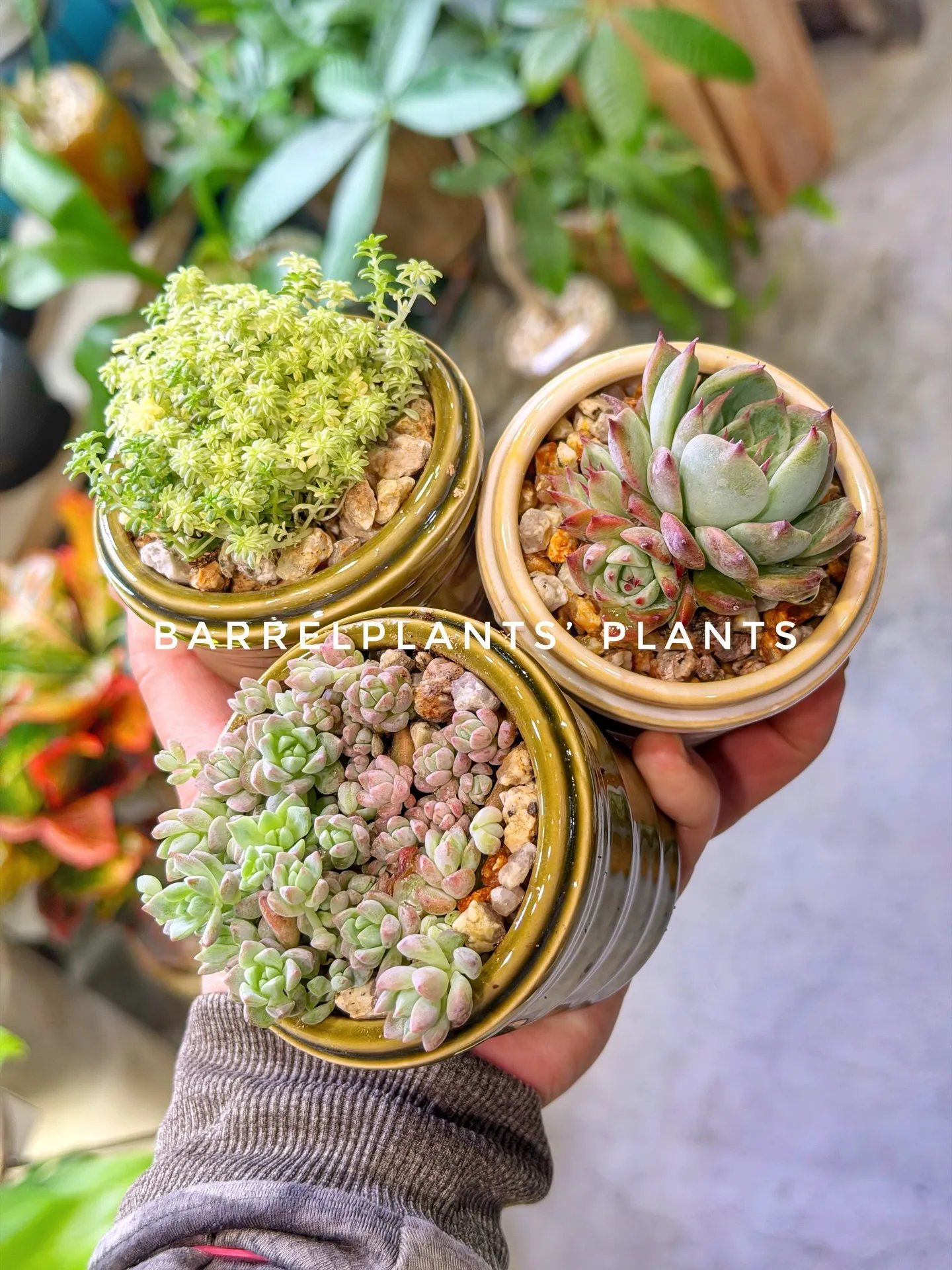 バーレルプランツのかわいい多肉たち