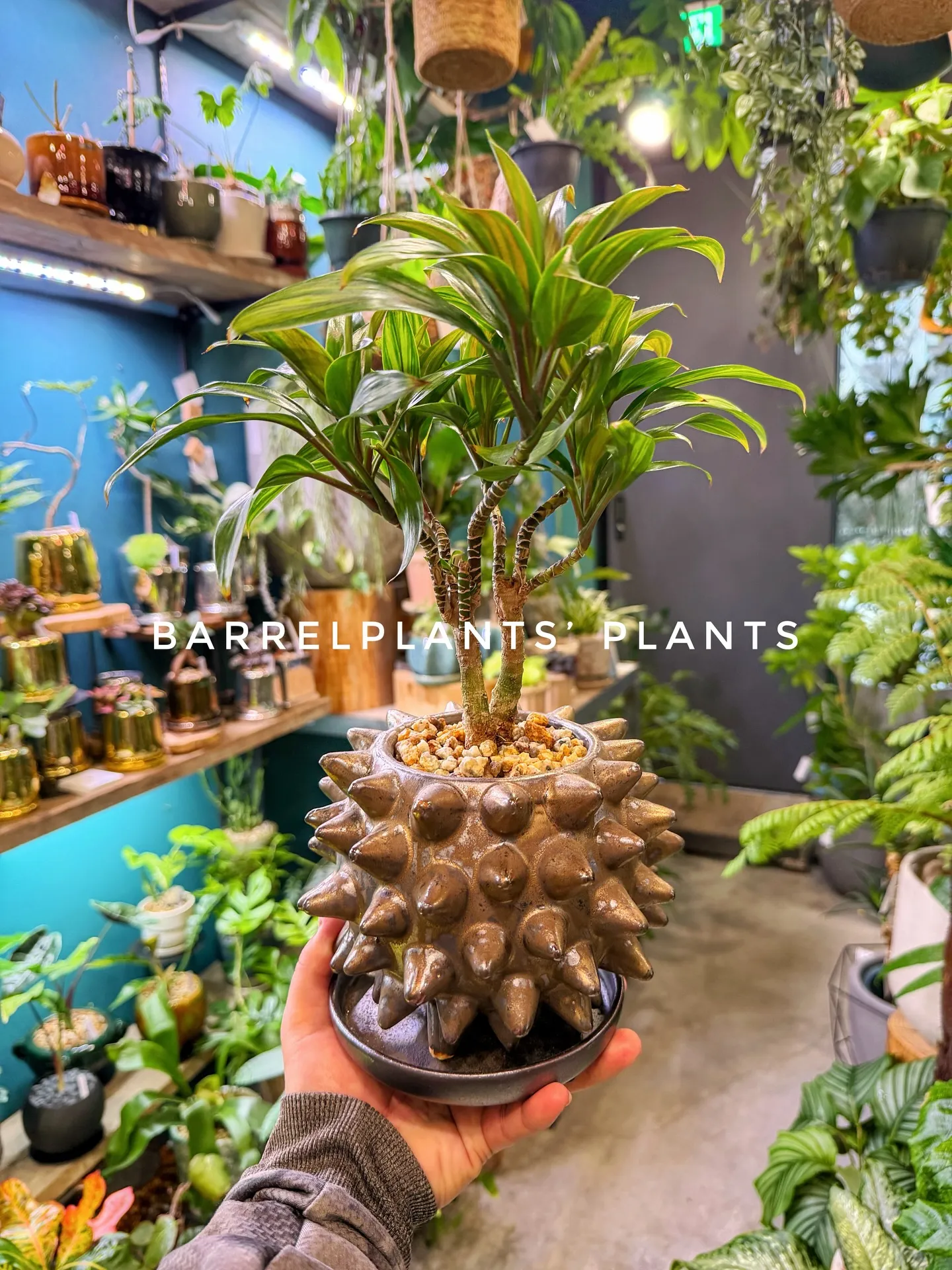 バーレルプランツのかわいい多肉たち