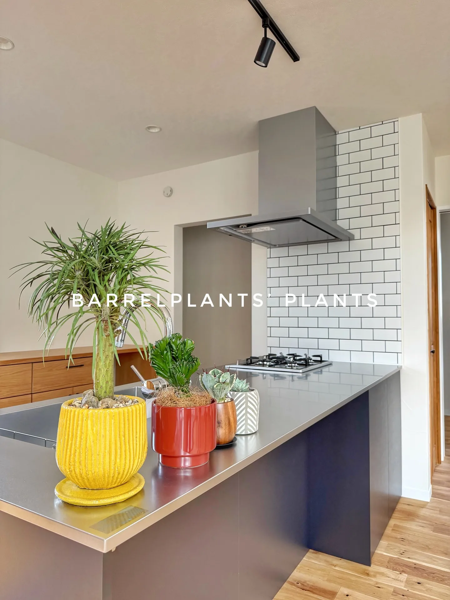 バーレルプランツのかわいい多肉たち