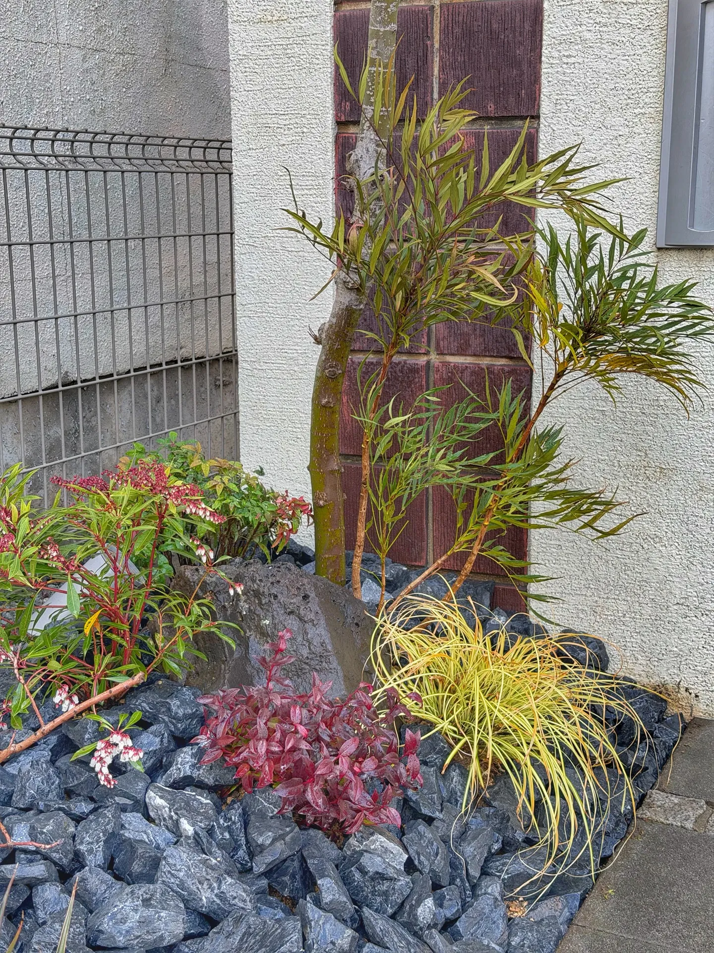 バーレルプランツのかわいい多肉たち