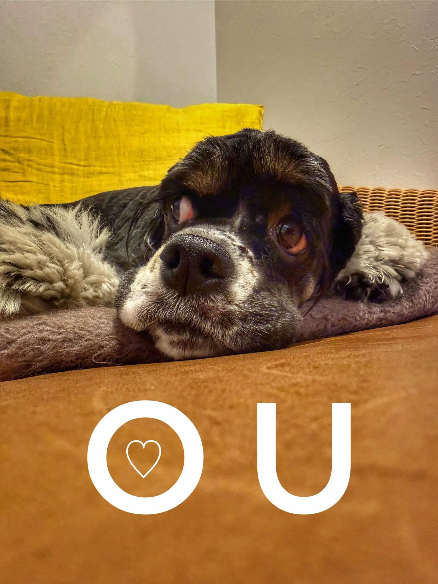 バーレルプランツのかわいい多肉たち