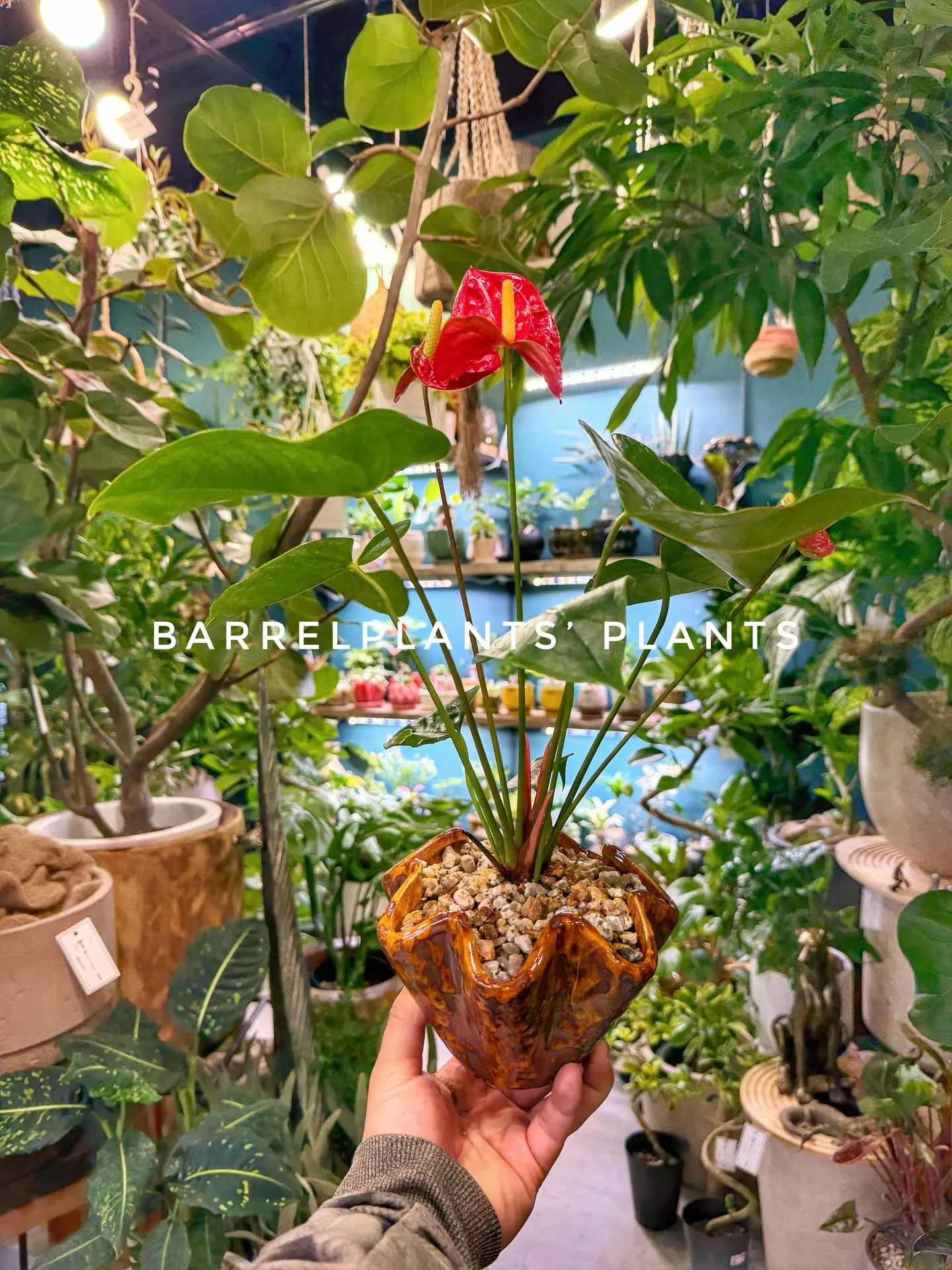 バーレルプランツのかわいい多肉たち