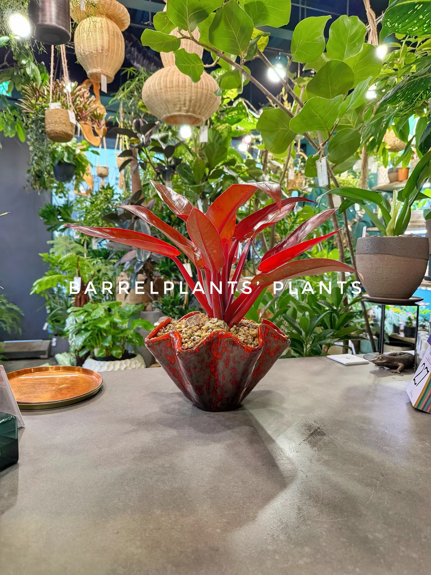 バーレルプランツのかわいい多肉たち