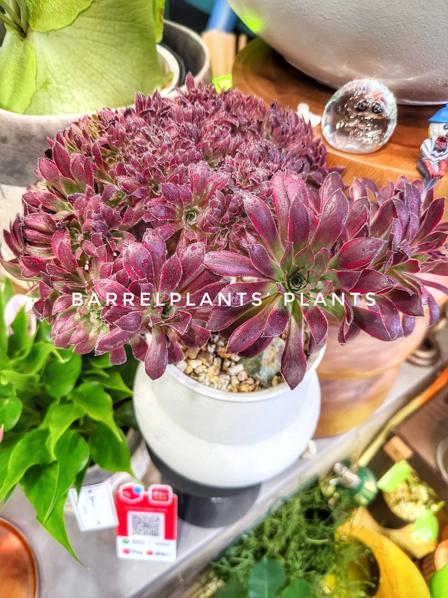 バーレルプランツのかわいい多肉たち