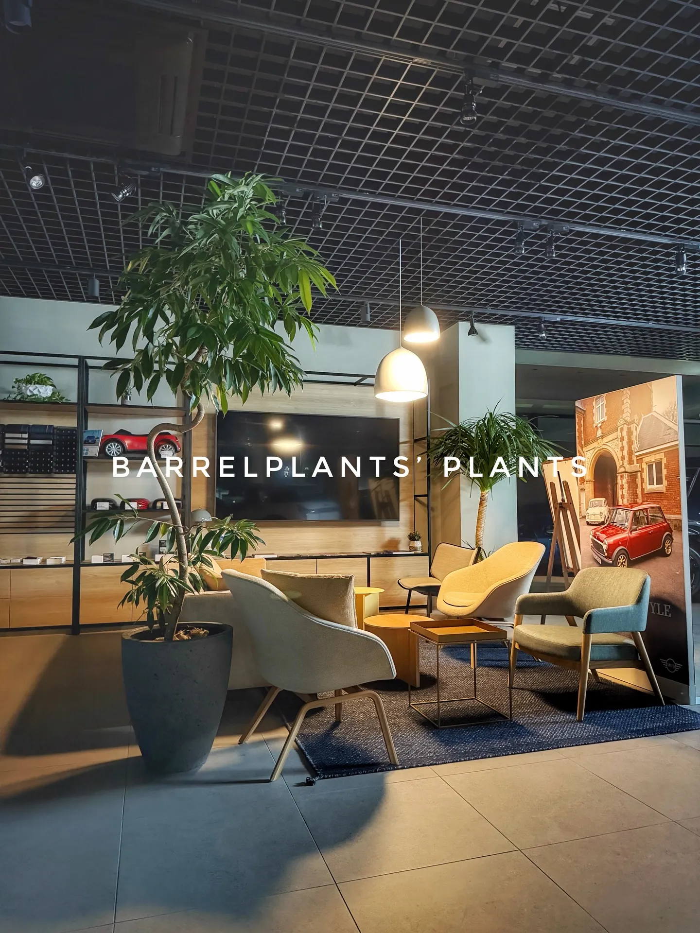 バーレルプランツのかわいい多肉たち