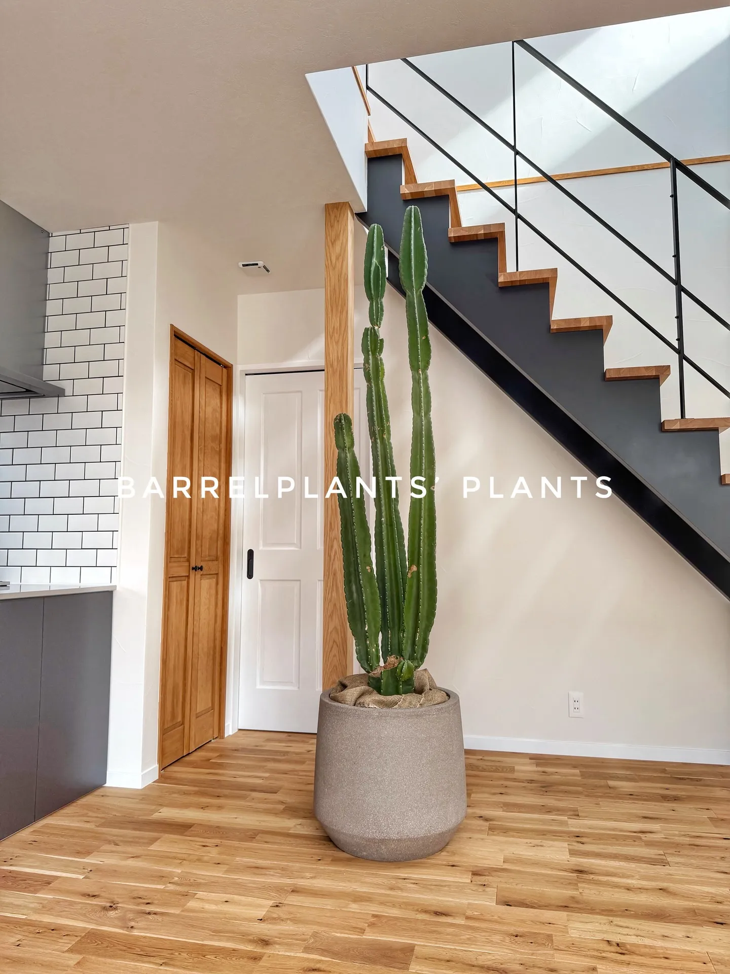 バーレルプランツのかわいい多肉たち