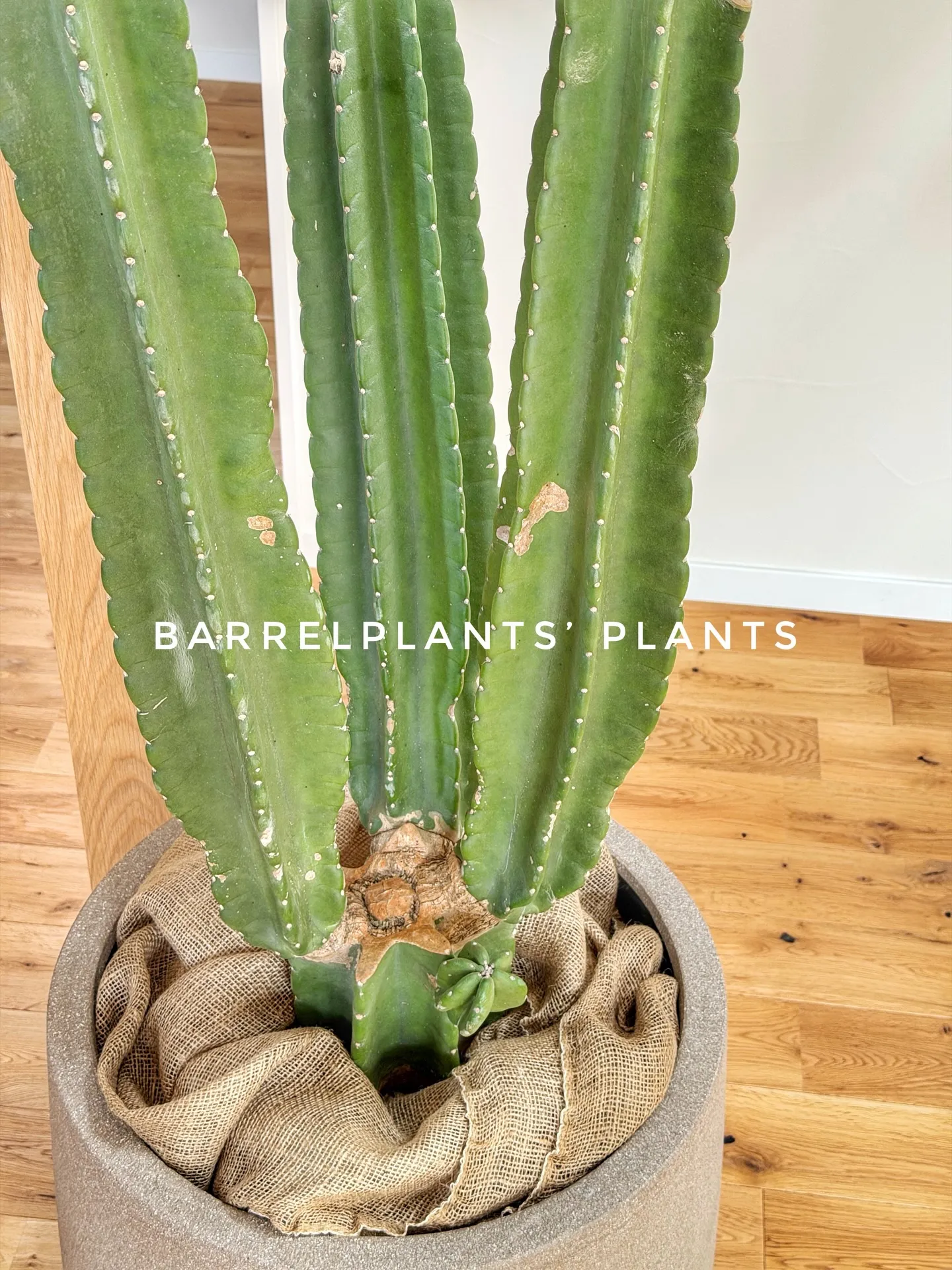 バーレルプランツのかわいい多肉たち