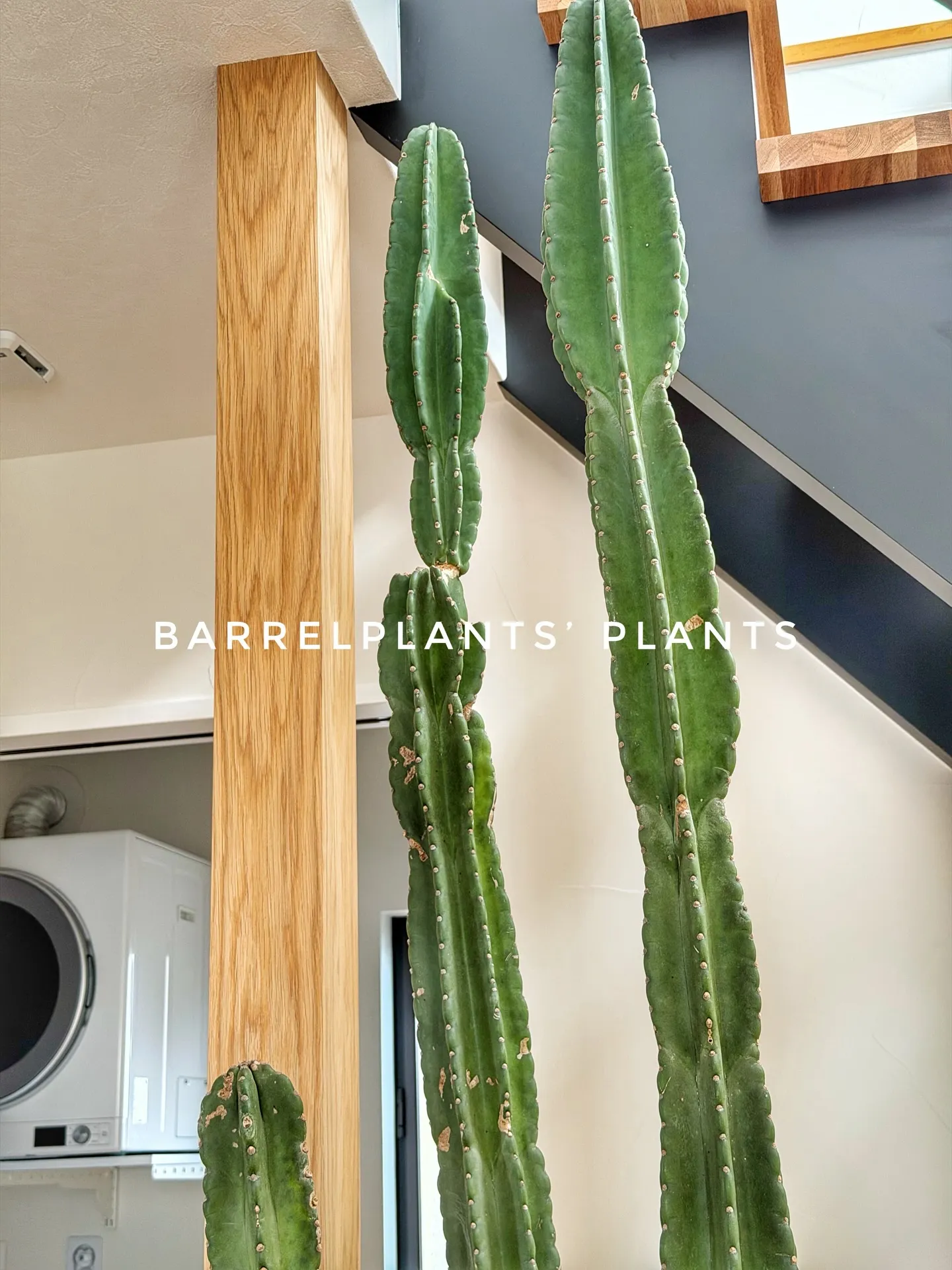 バーレルプランツのかわいい多肉たち