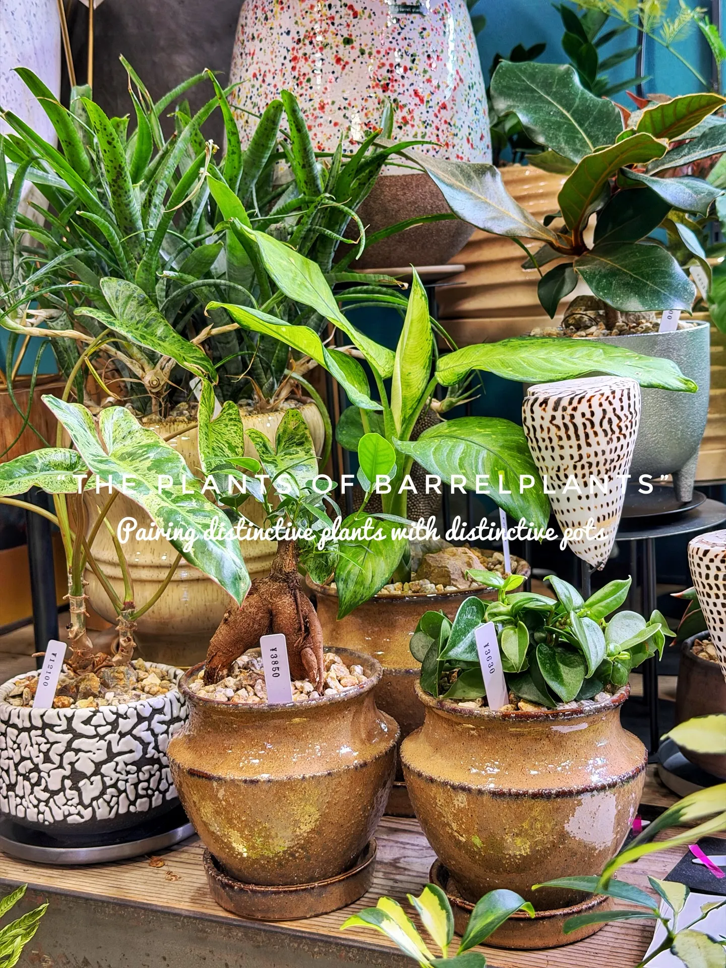 「こだわりの植物が揃うバーレルプランツ」