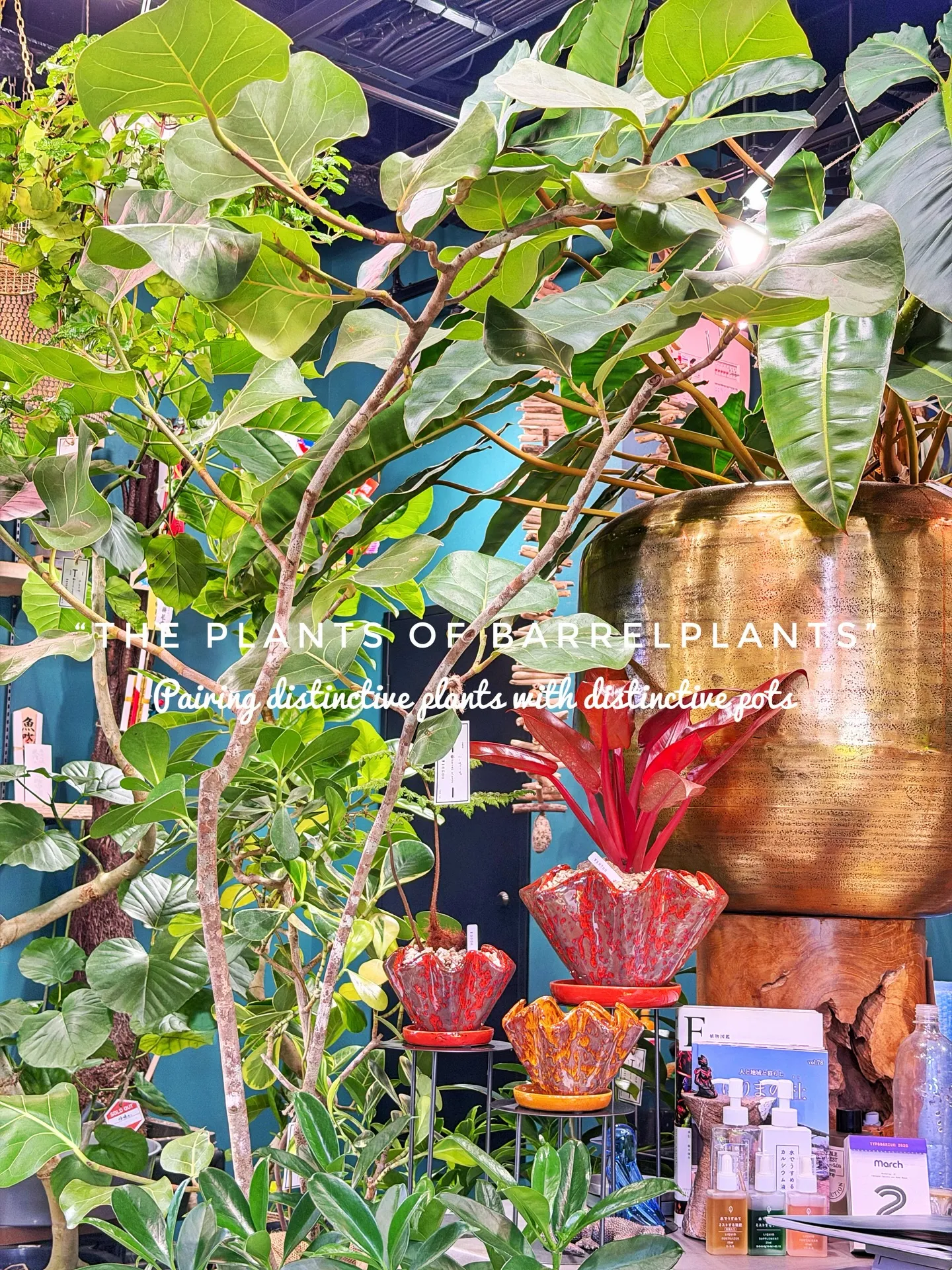 「こだわりの植物が揃うバーレルプランツ」