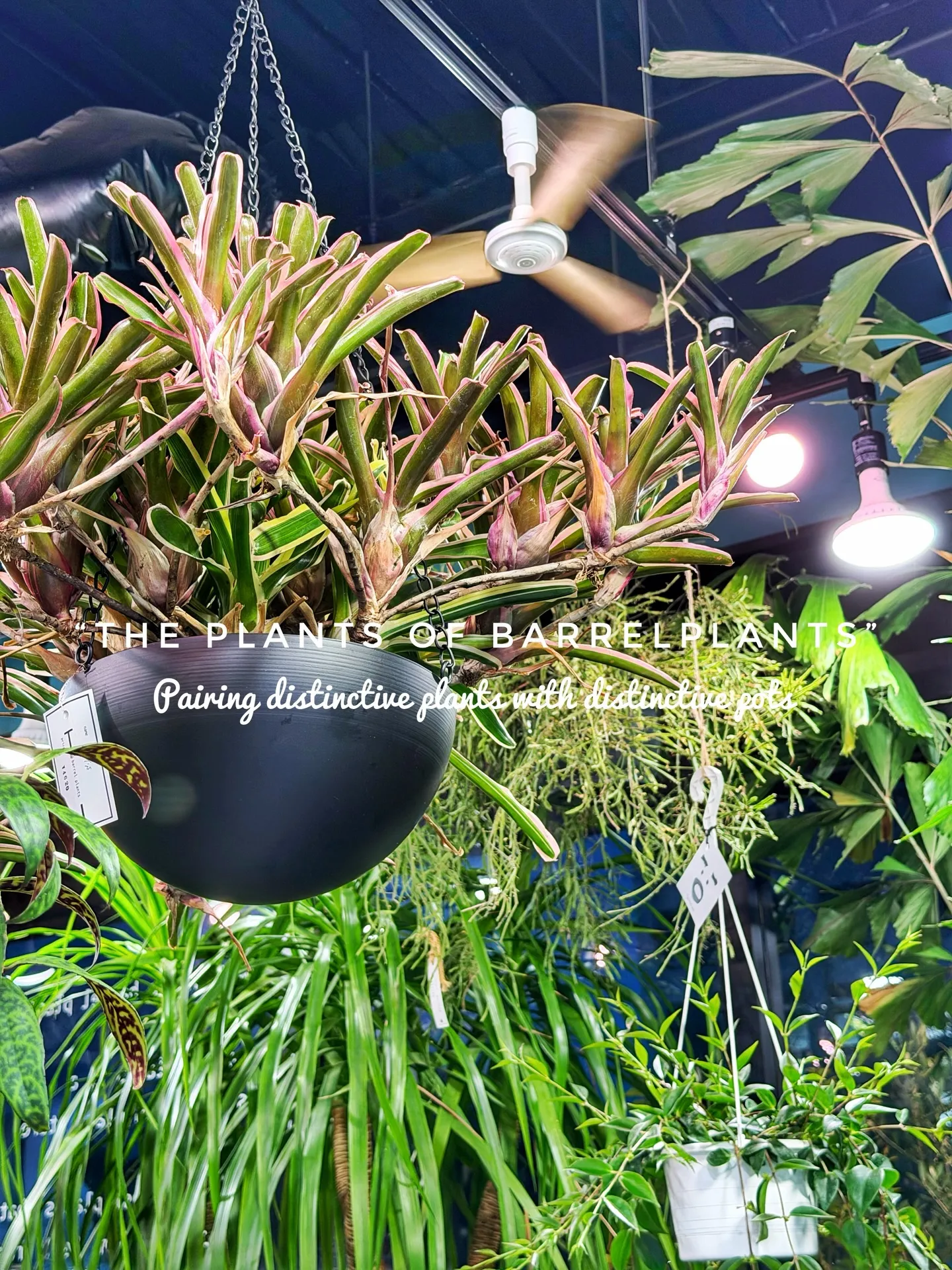 「こだわりの植物が揃うバーレルプランツ」