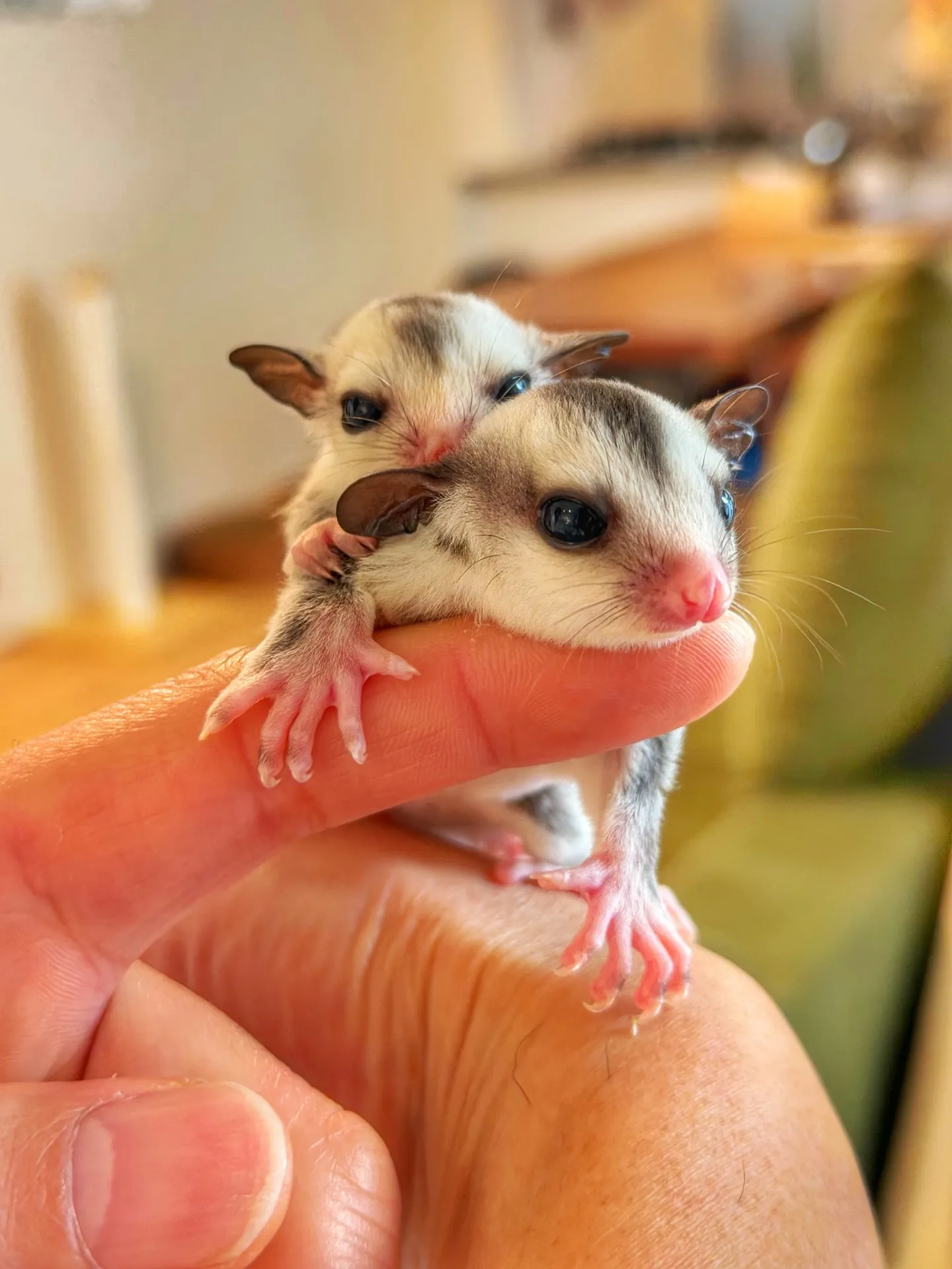 「こだわりの植物が揃うバーレルプランツ」