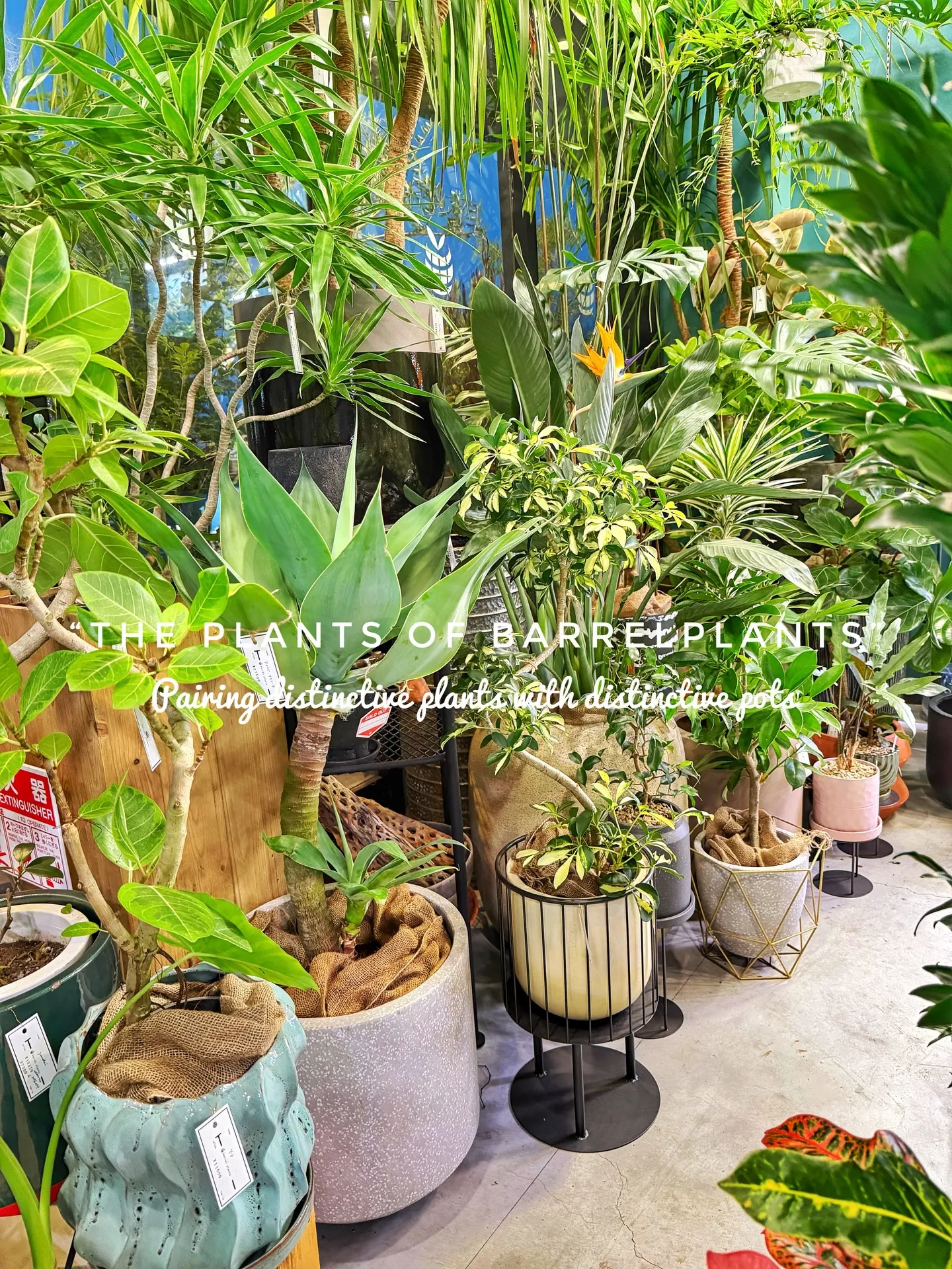 「こだわりの植物が揃うバーレルプランツ」