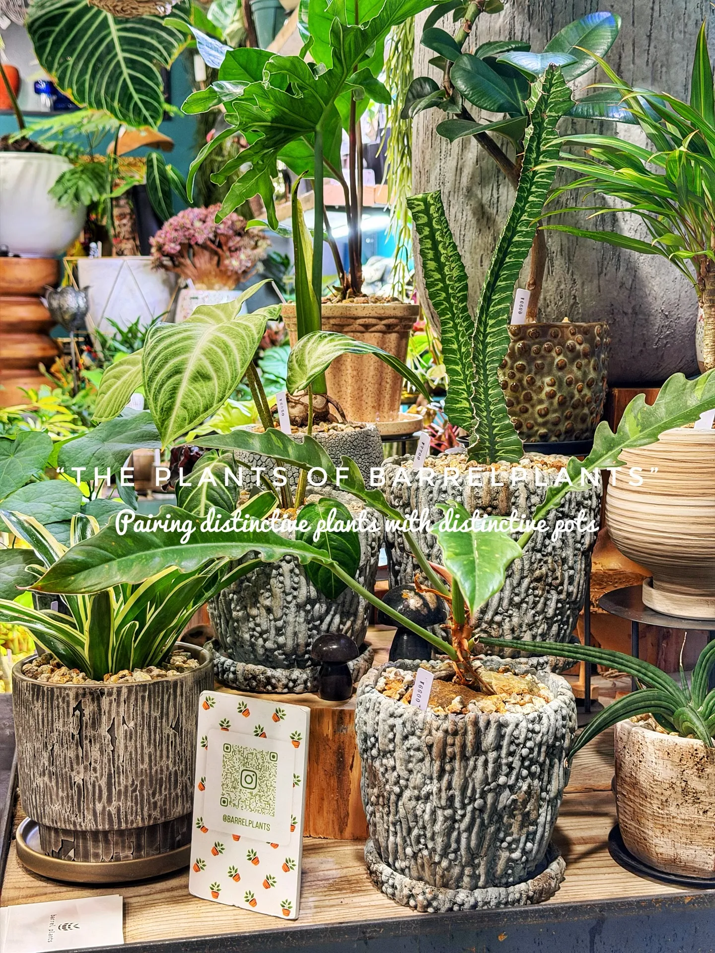 「こだわりの植物が揃うバーレルプランツ」