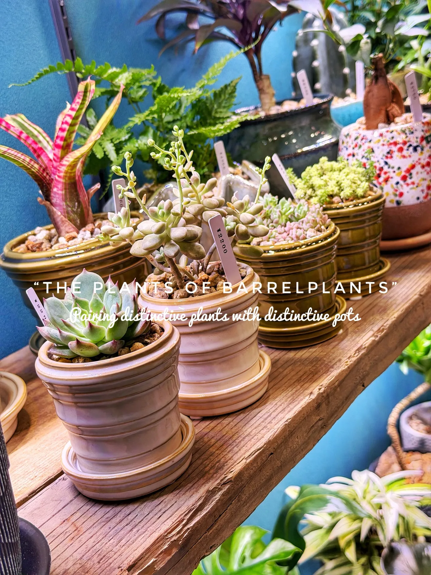 「こだわりの植物が揃うバーレルプランツ」