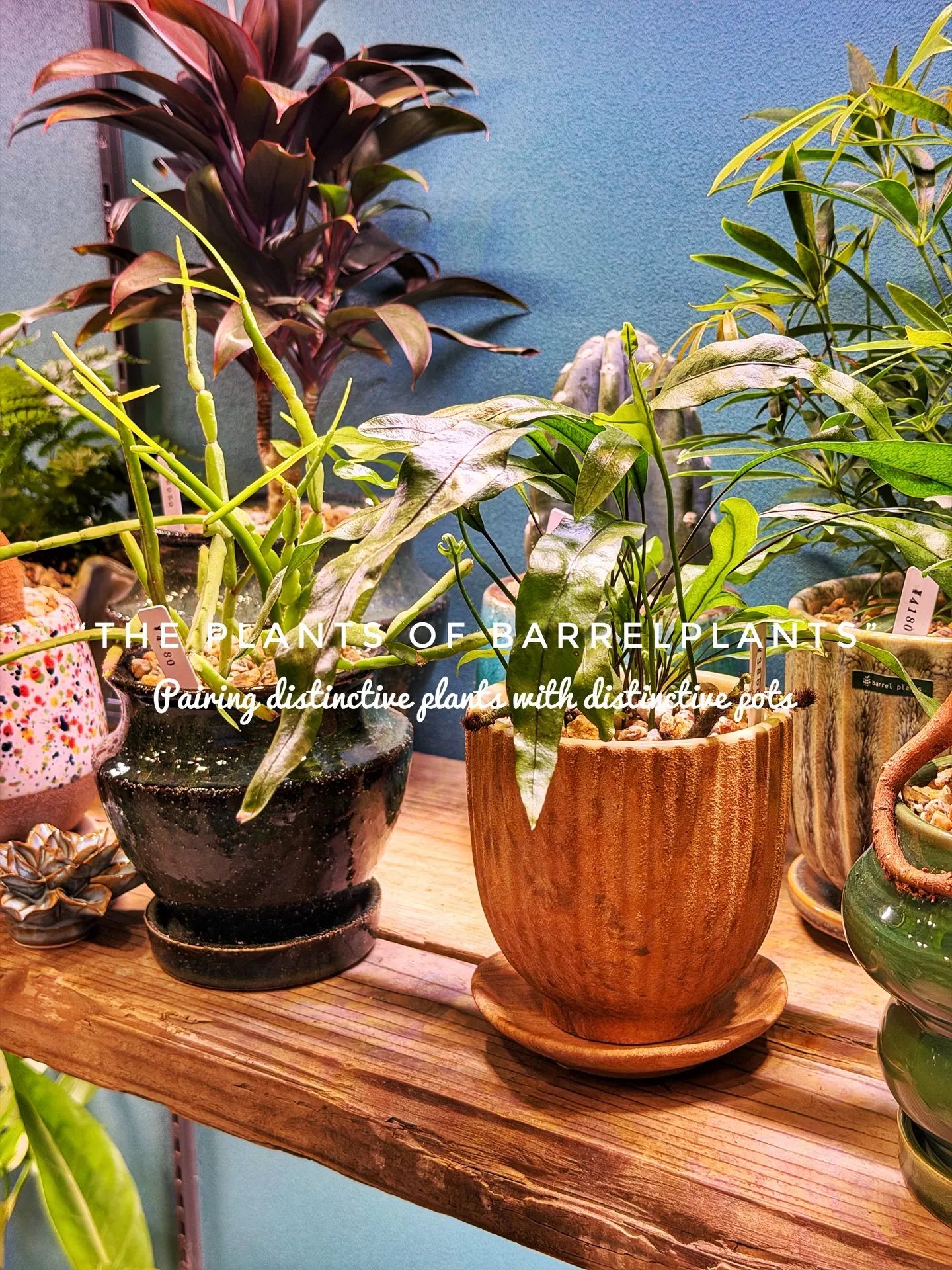 「こだわりの植物が揃うバーレルプランツ」