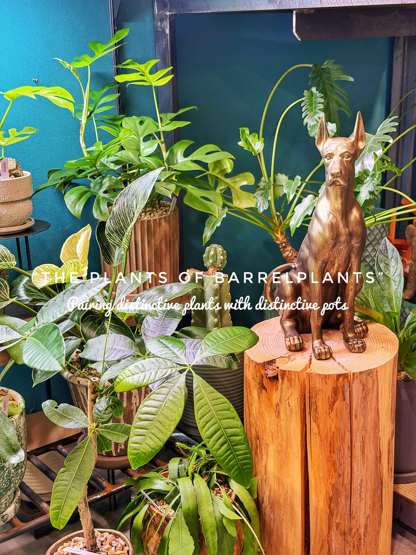 「こだわりの植物が揃うバーレルプランツ」