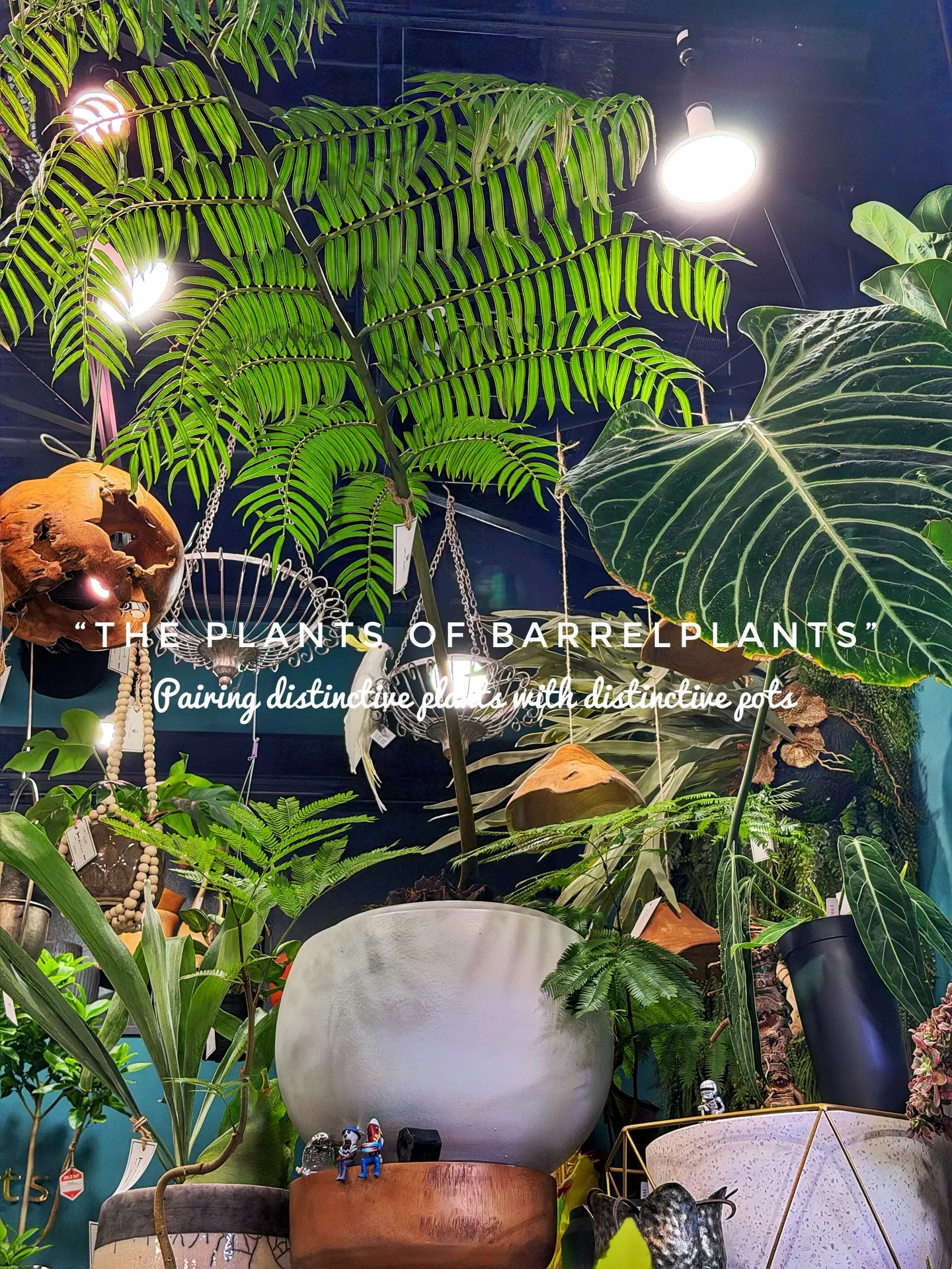 「こだわりの植物が揃うバーレルプランツ」